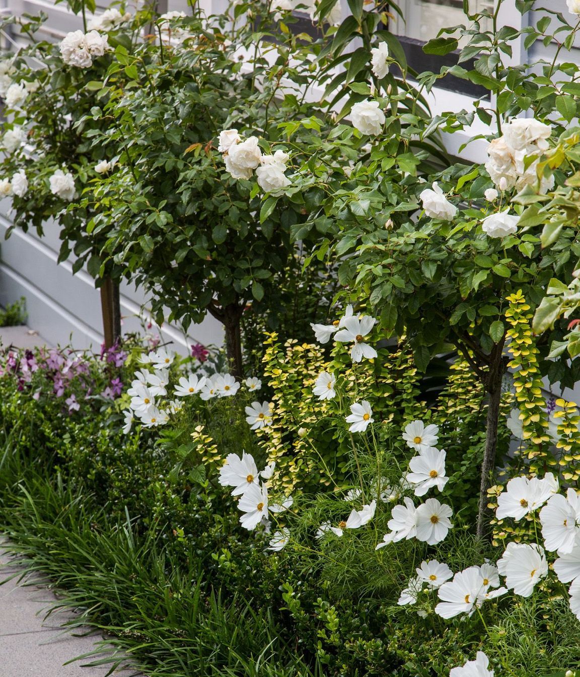 White flowering Iceberg rose standard