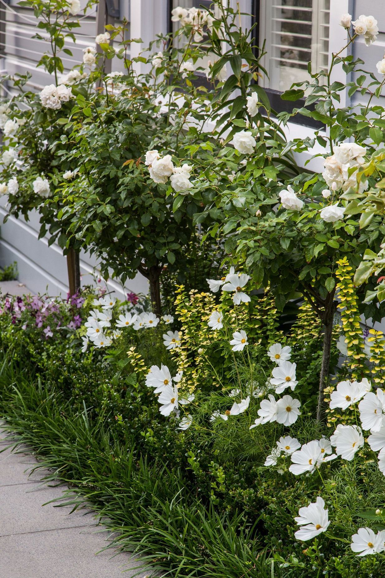 White flowering Iceberg rose standard