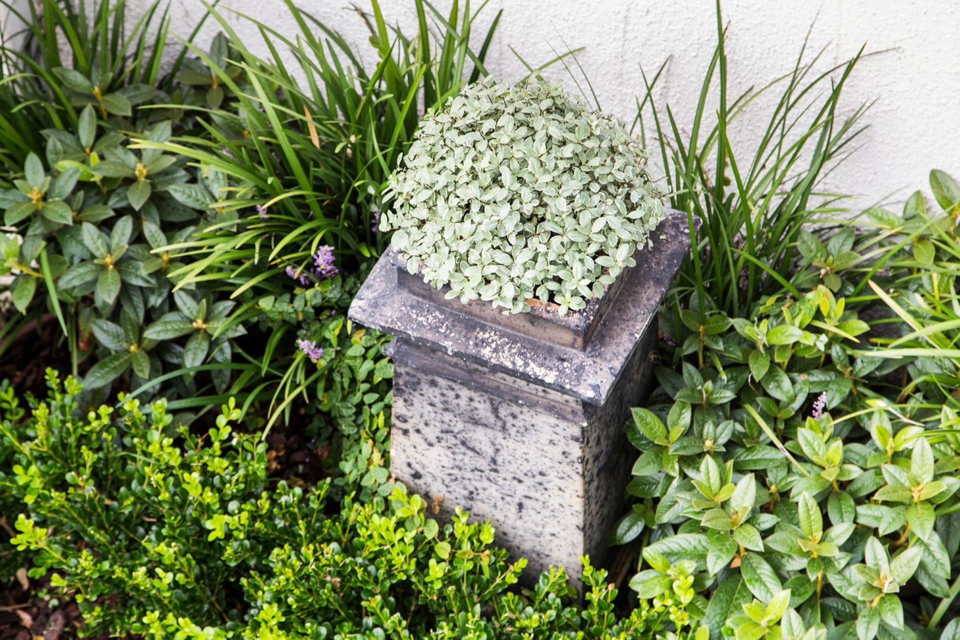 Focal points and detiling - variegated pittosporum