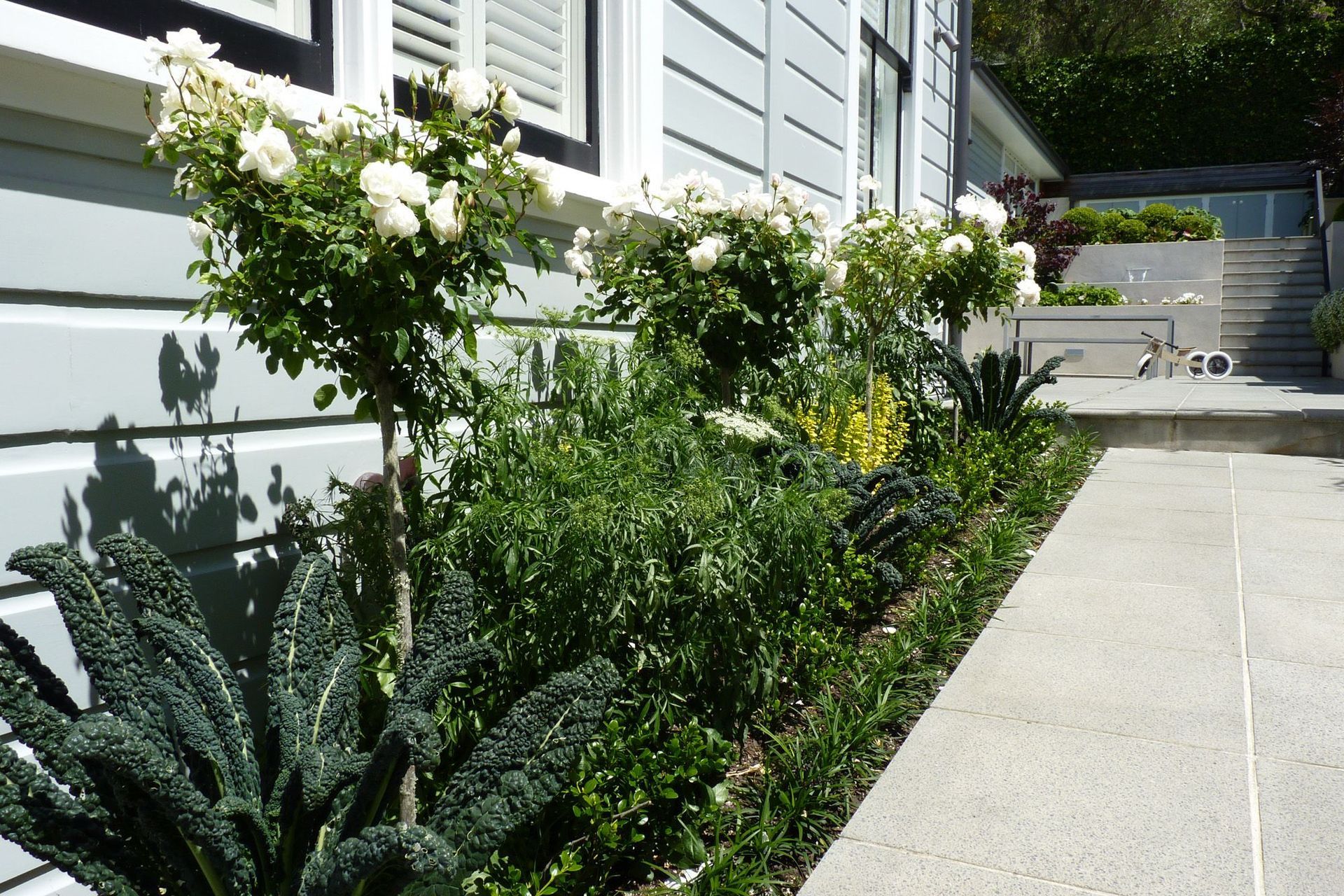 Standard white roses "Iceberg'