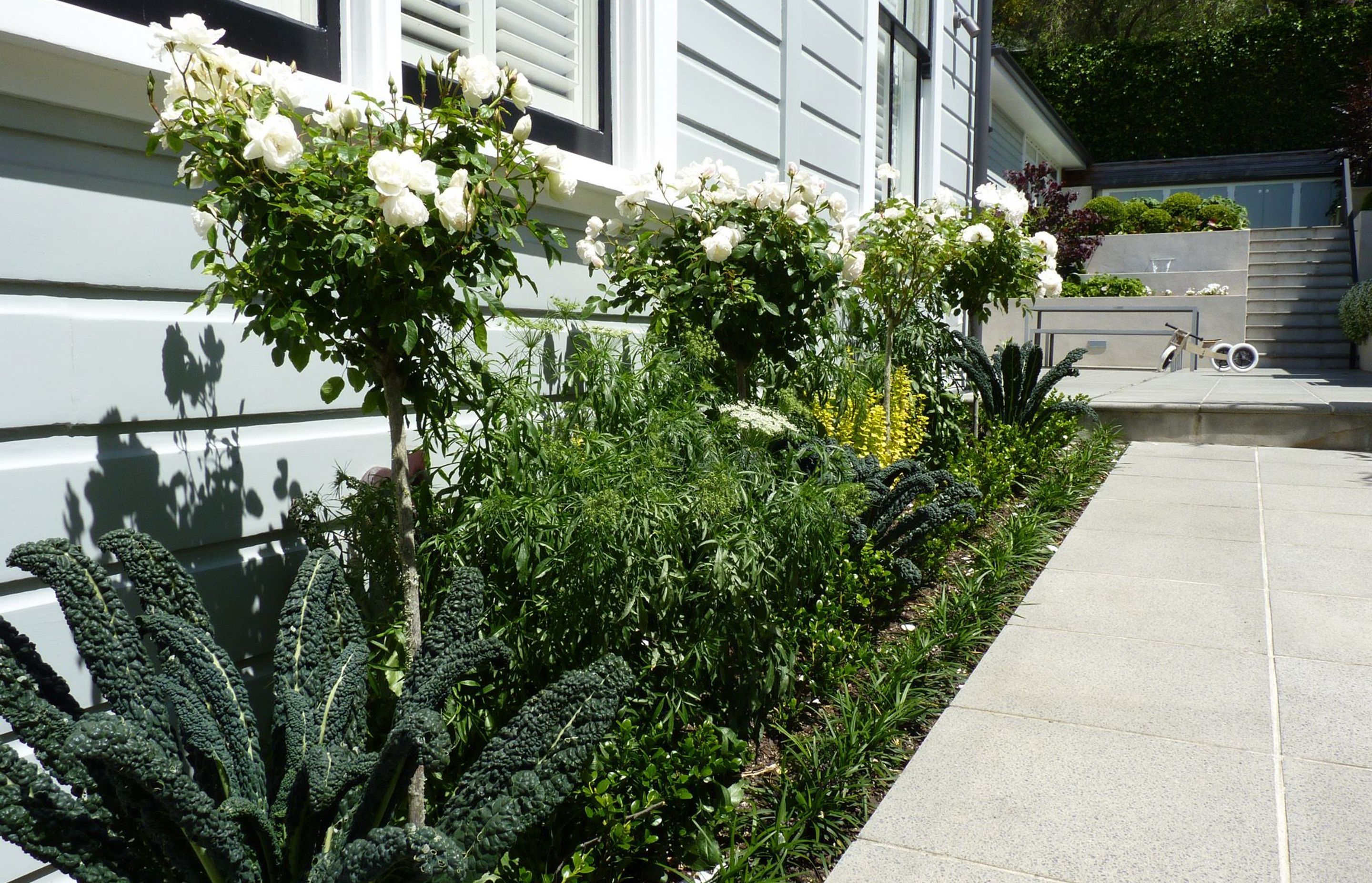 Standard white roses "Iceberg'