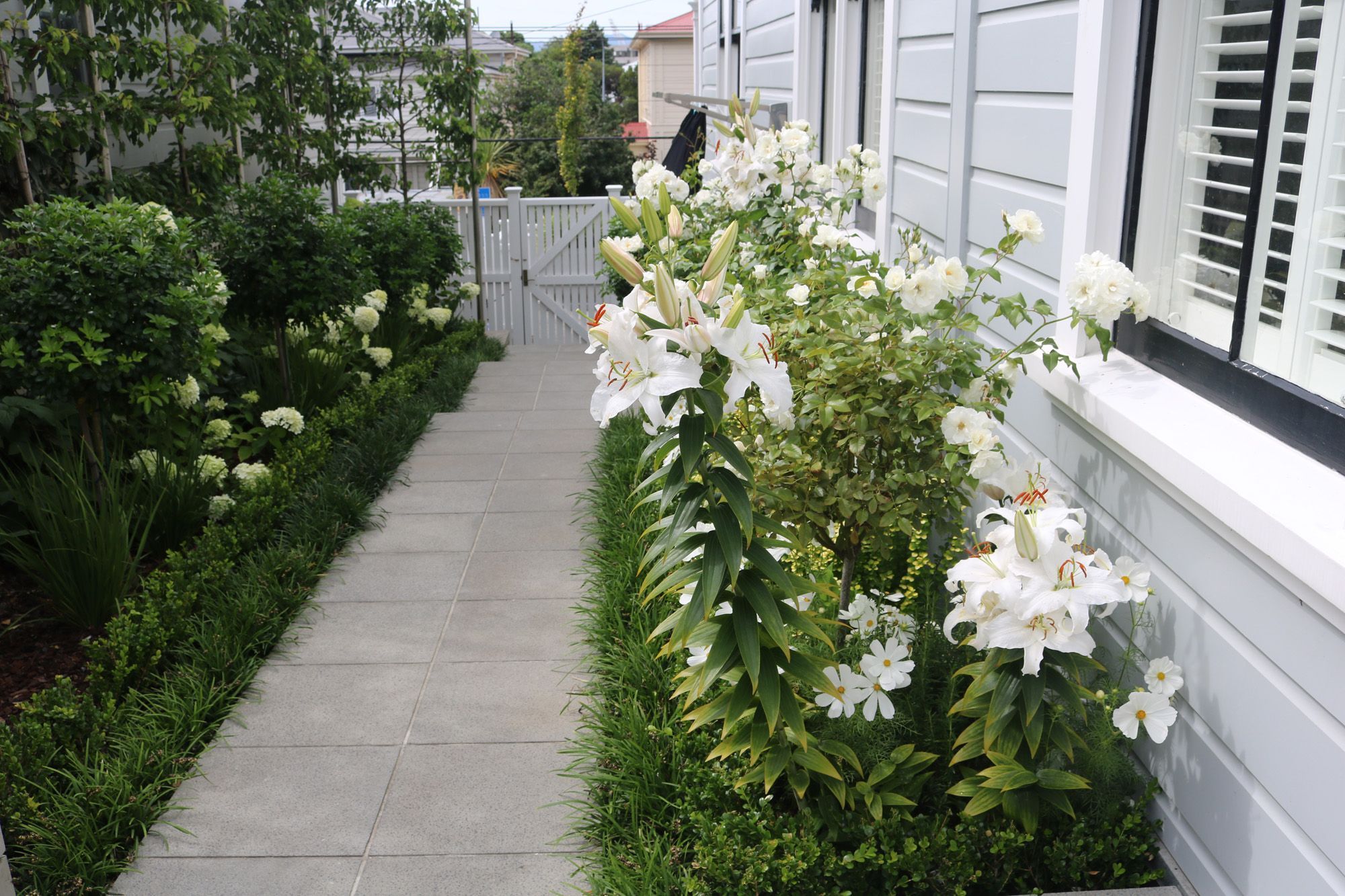 Green structure, box hedge & mondo edging