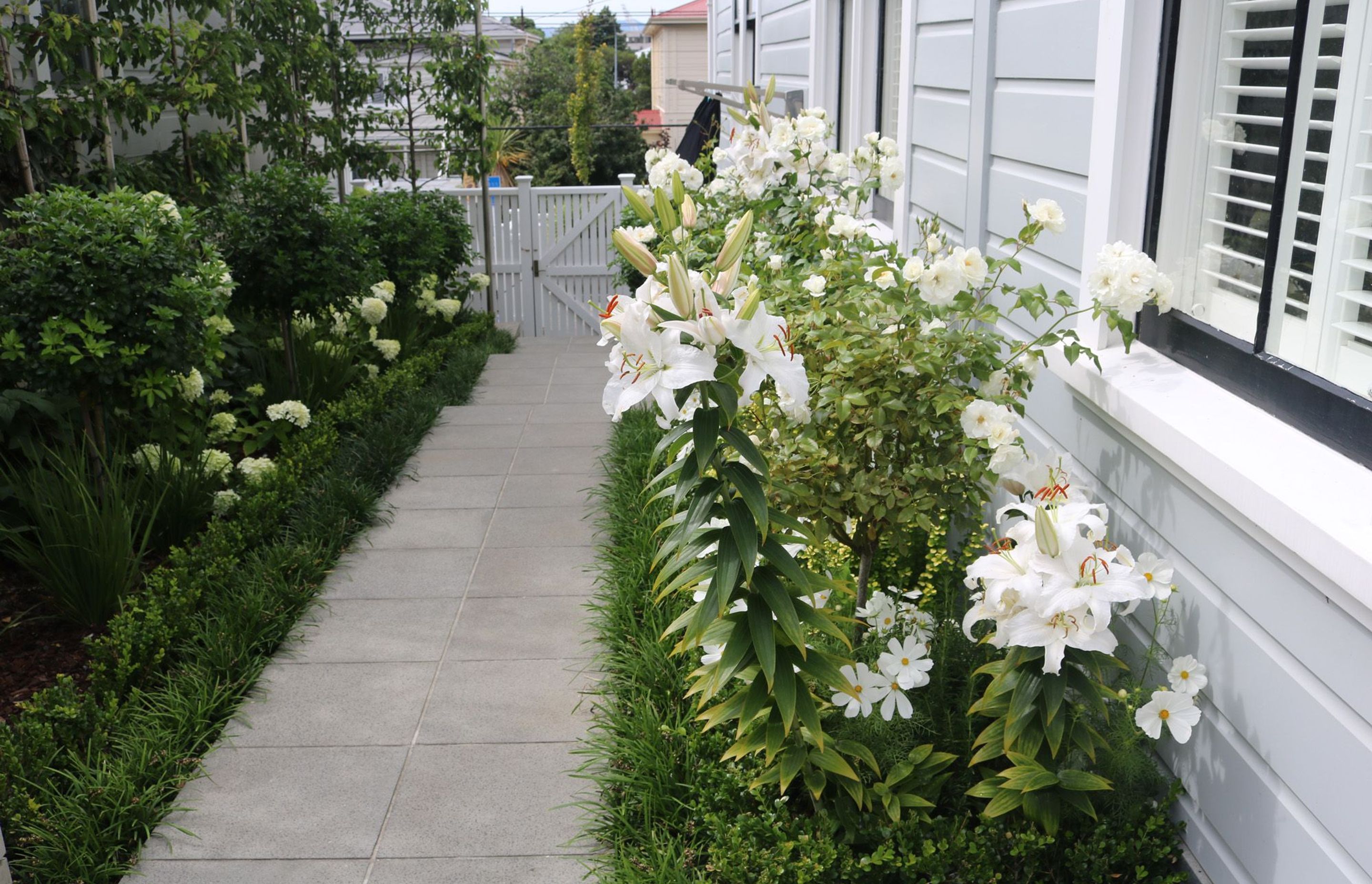 Green structure, box hedge & mondo edging