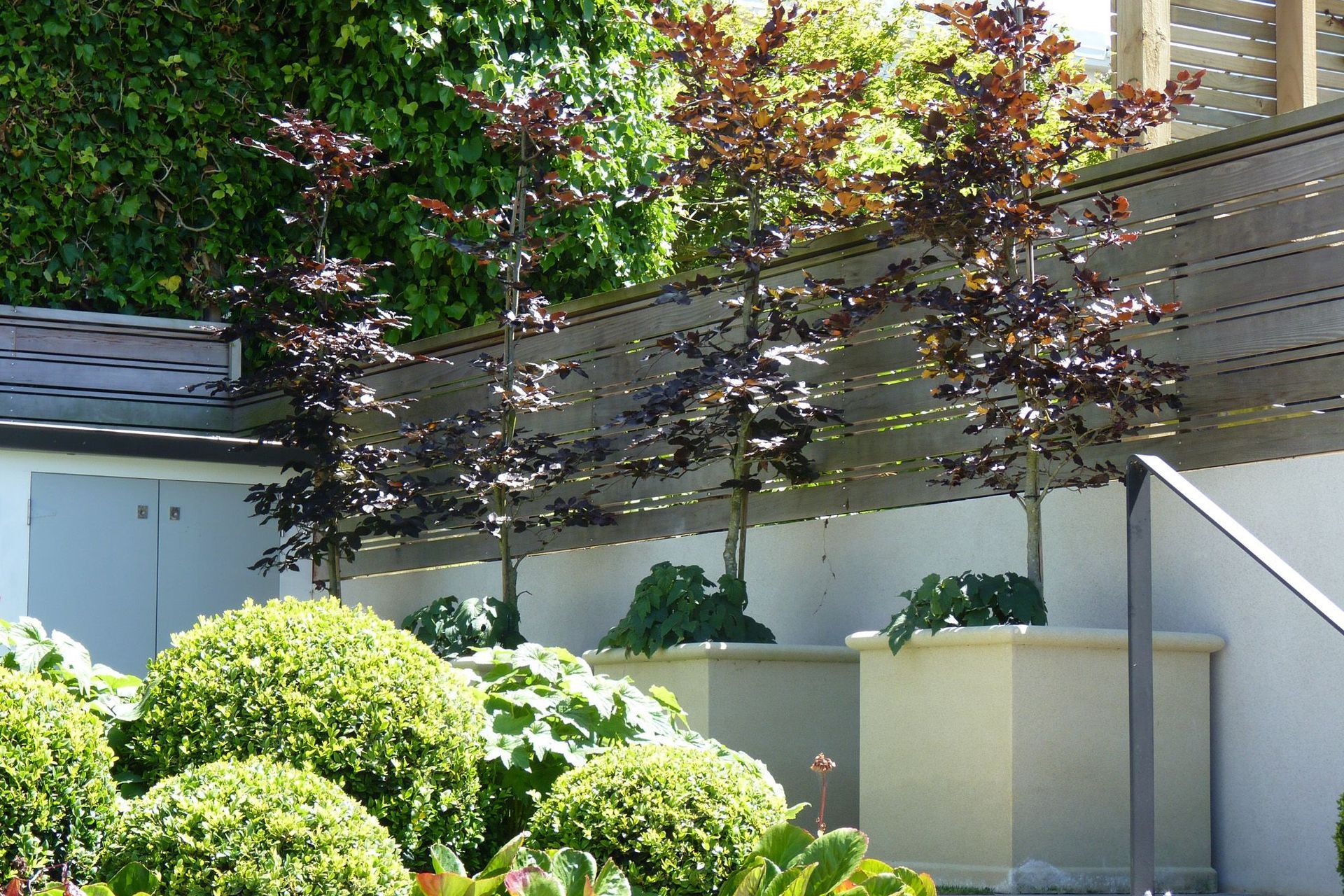 Privacy planting ideas for small city gardens