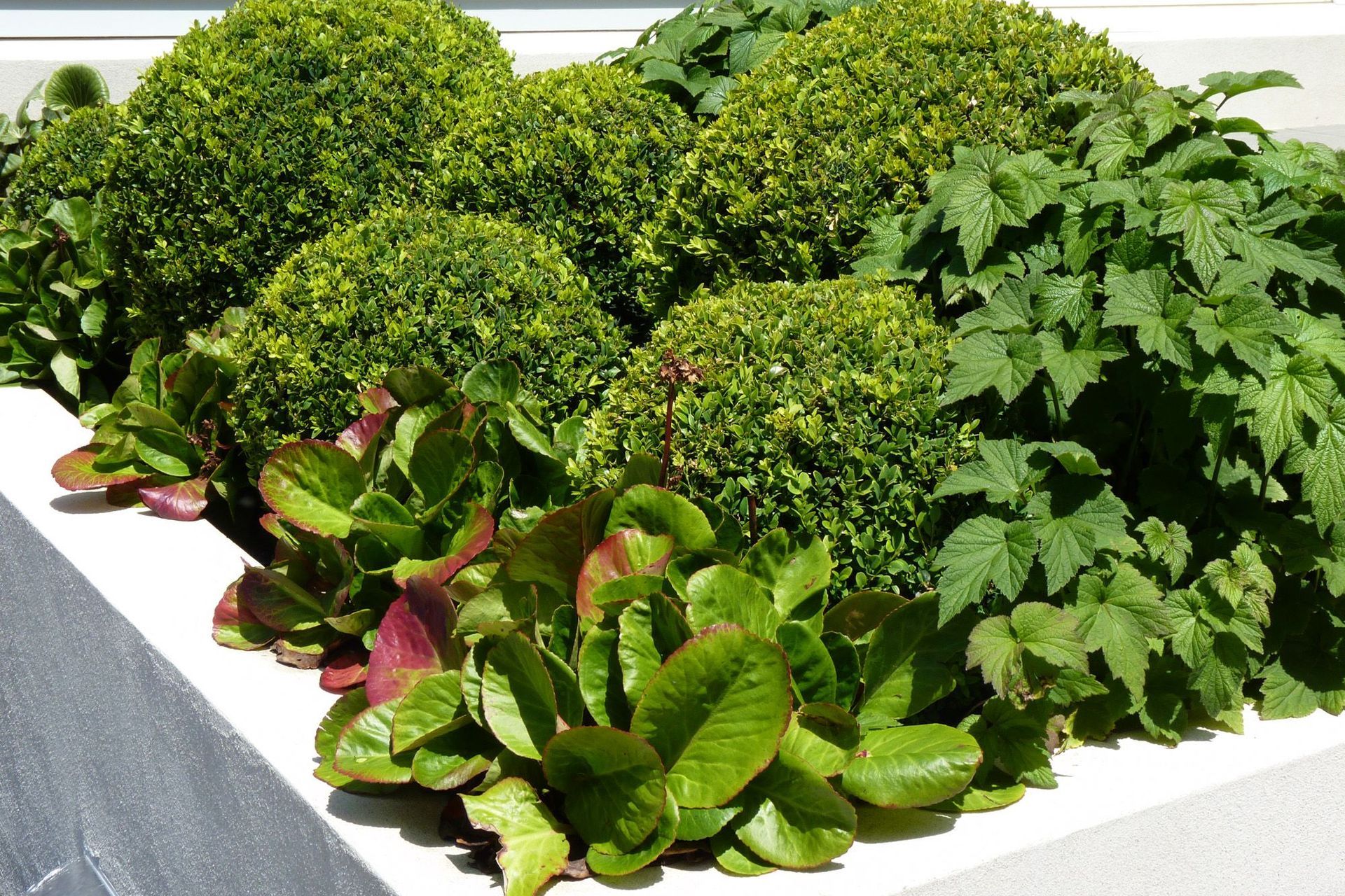 Bergenia &amp; boxwood balls