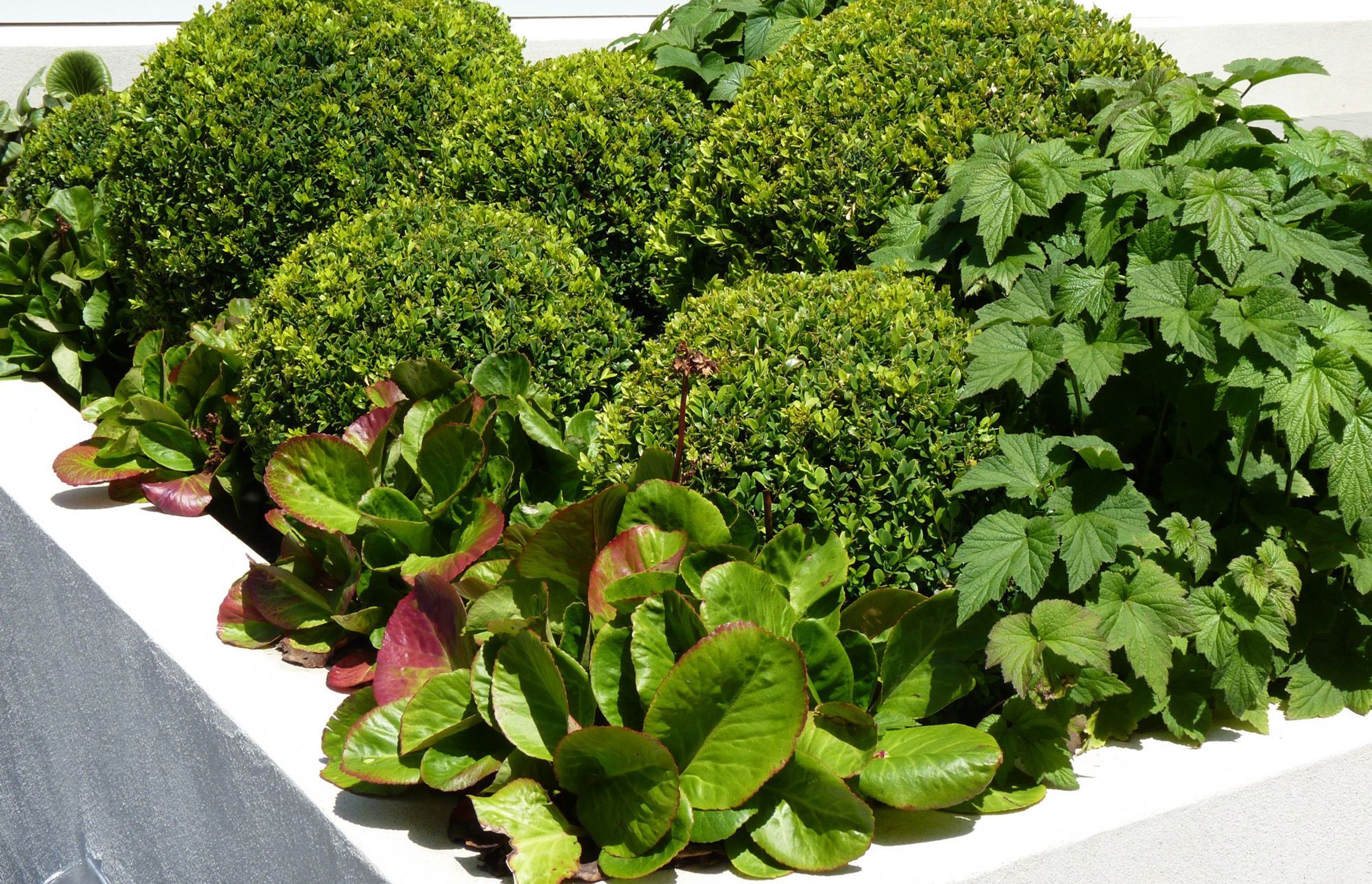 Bergenia & boxwood balls