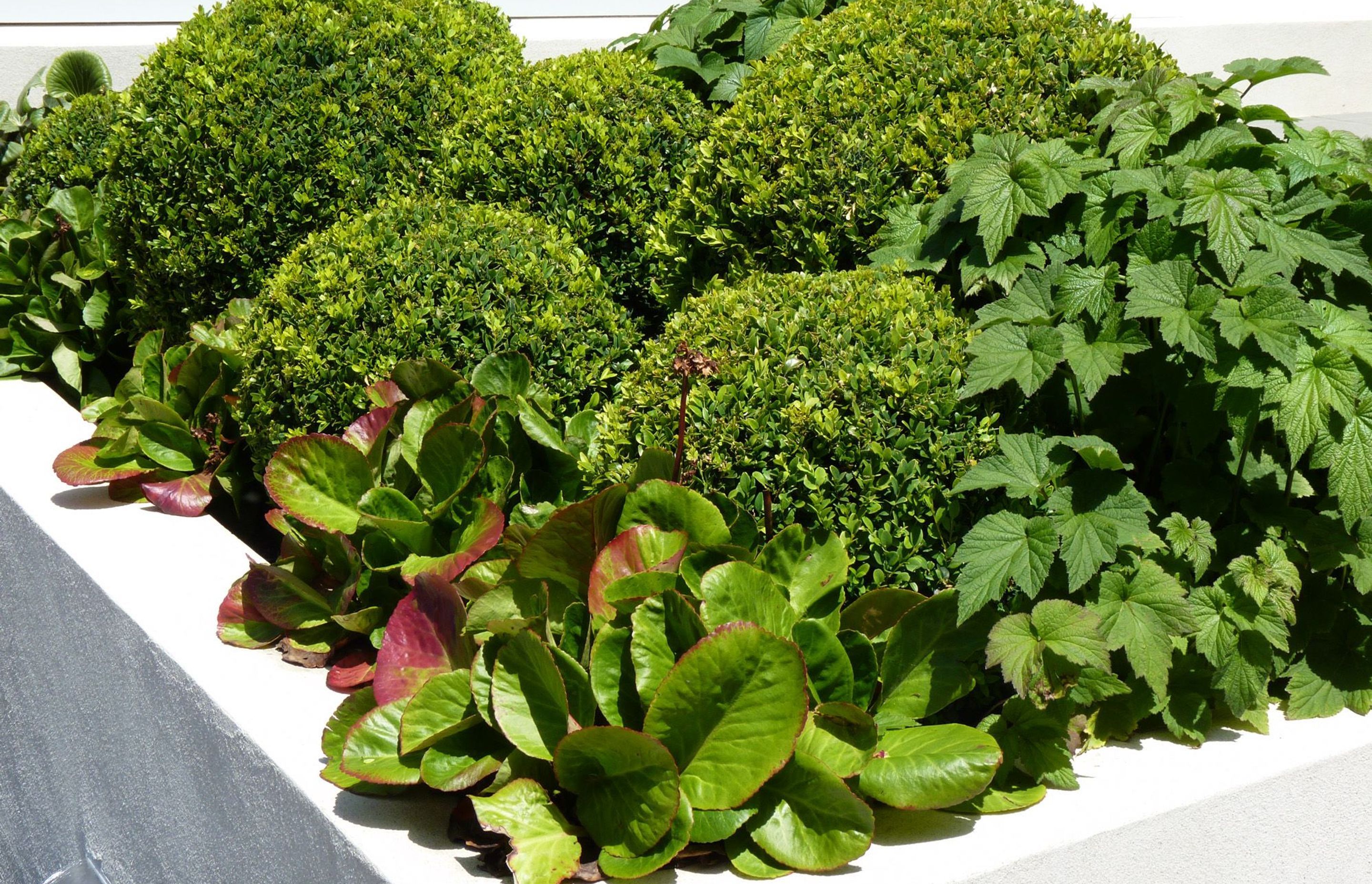 Bergenia &amp; boxwood balls