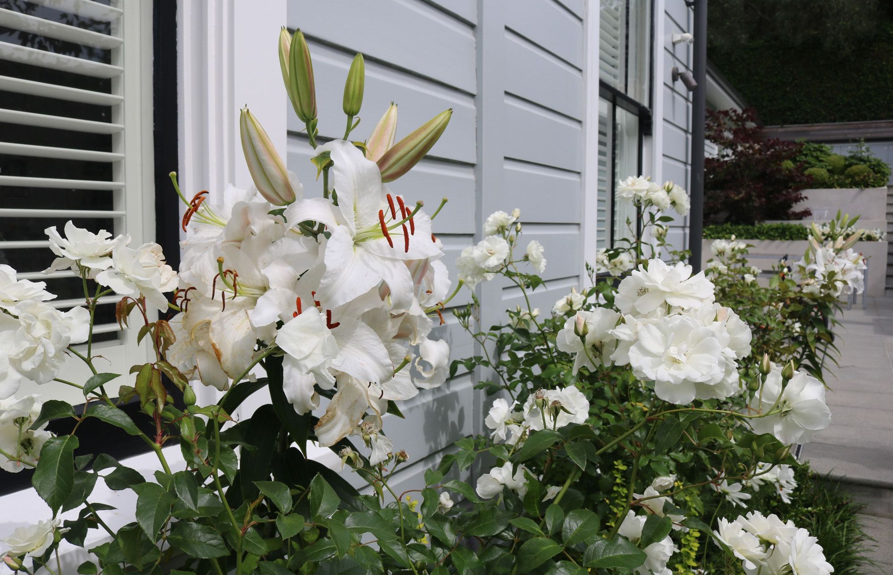 Side garden enjoyed from inside