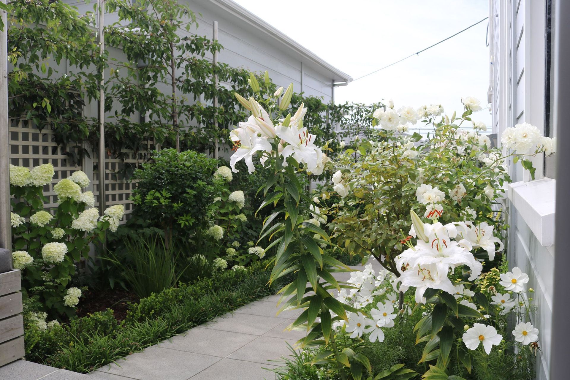 Pleached trees for height &amp; structure in narrow spaces