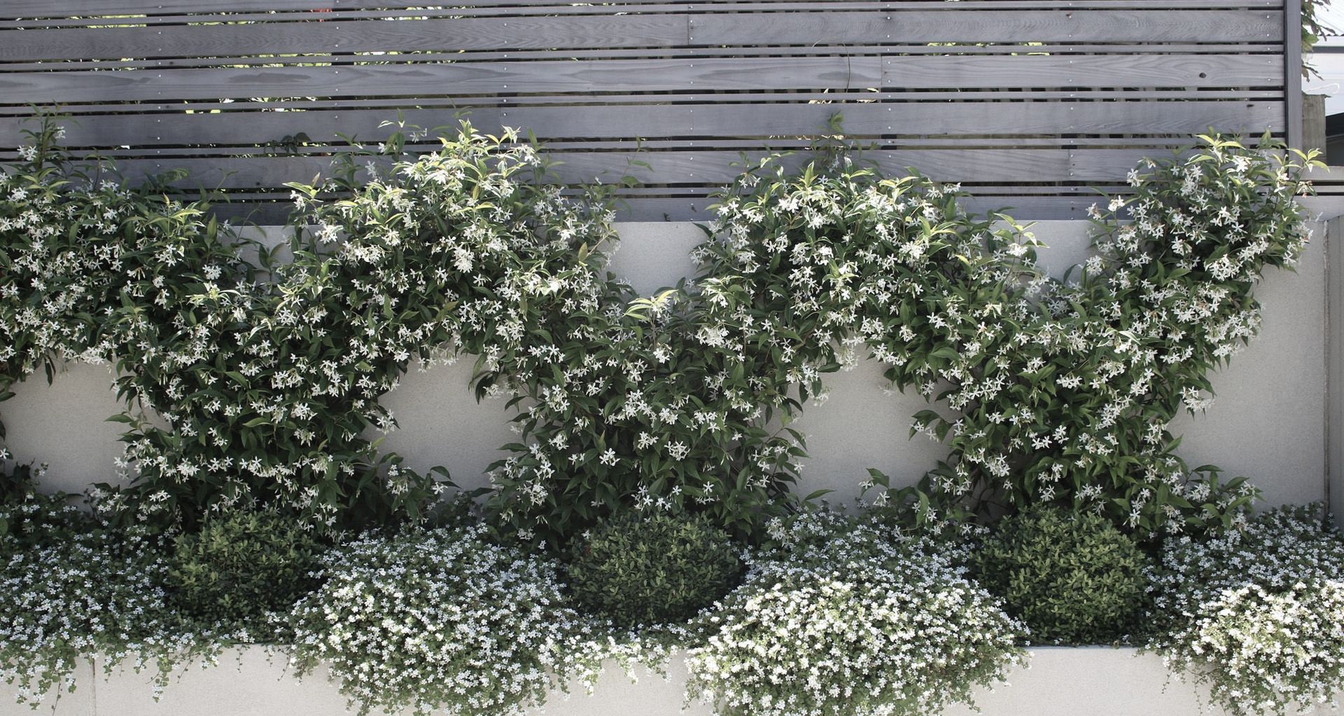 Chinese Star Jasmines in flower in summer