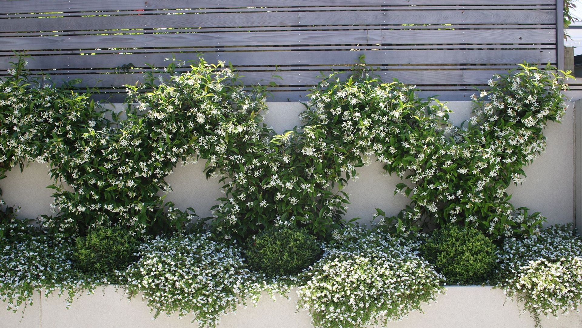 Chinese Star Jasmines in flower in summer