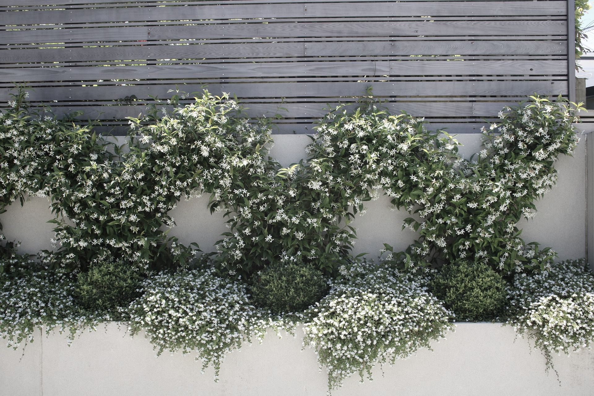 Chinese Star Jasmines in flower in summer