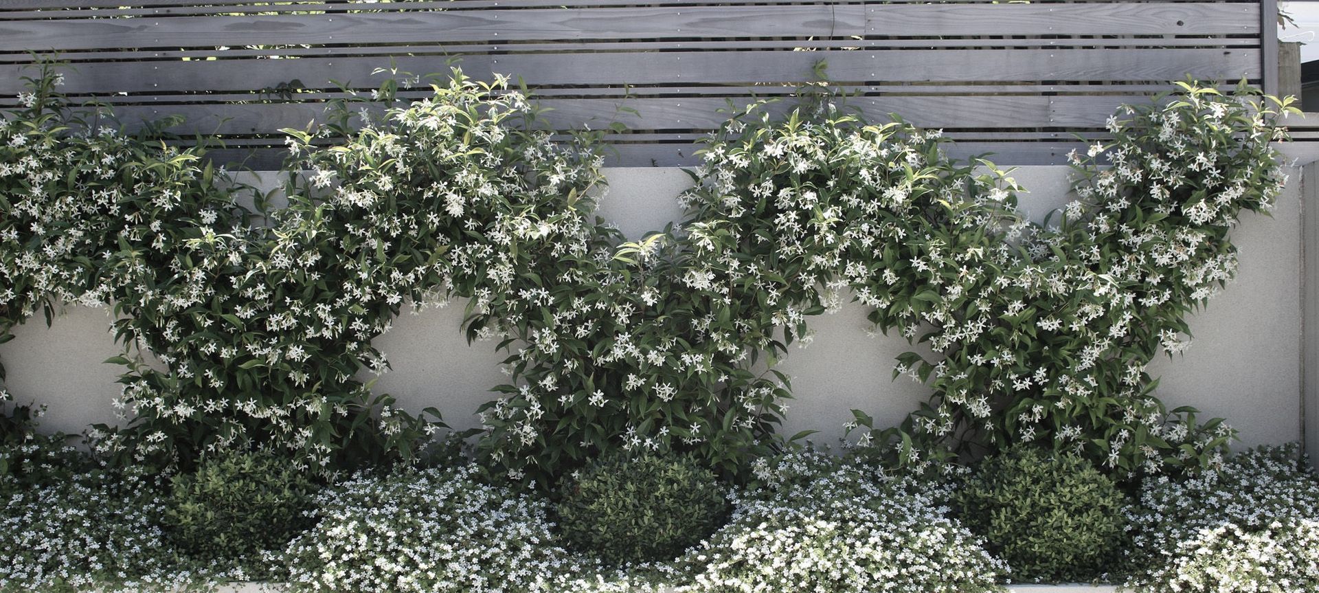 Chinese Star Jasmines in flower in summer