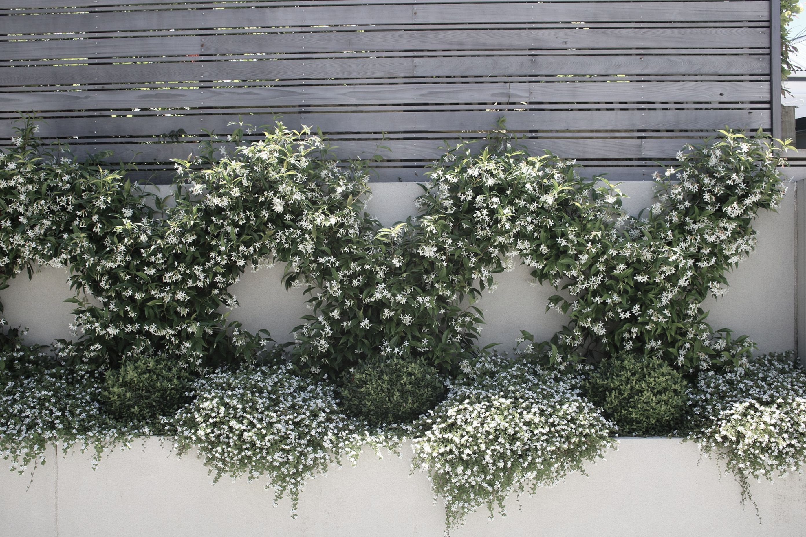 Chinese Star Jasmines in flower in summer