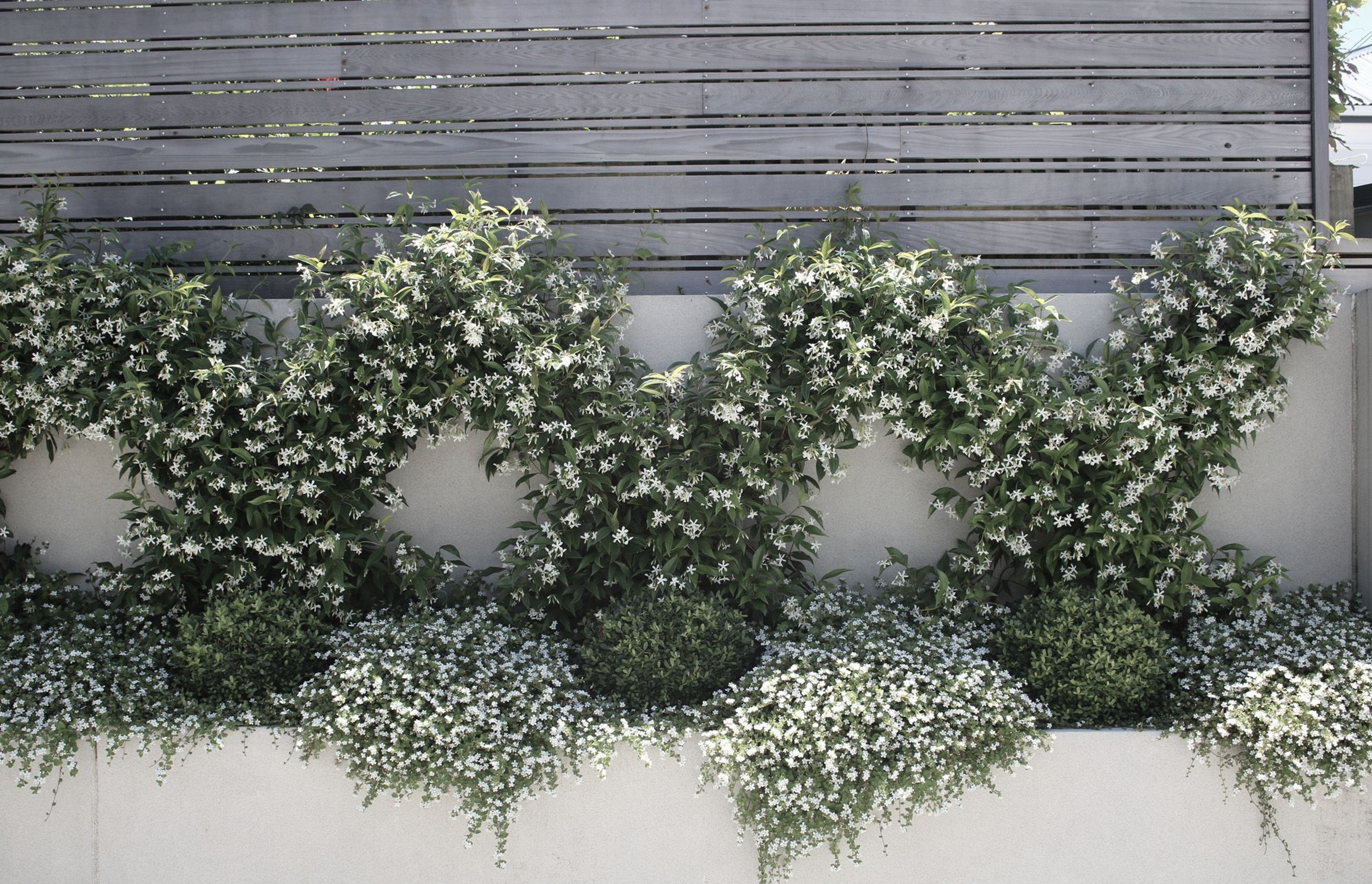 Chinese Star Jasmines in flower in summer