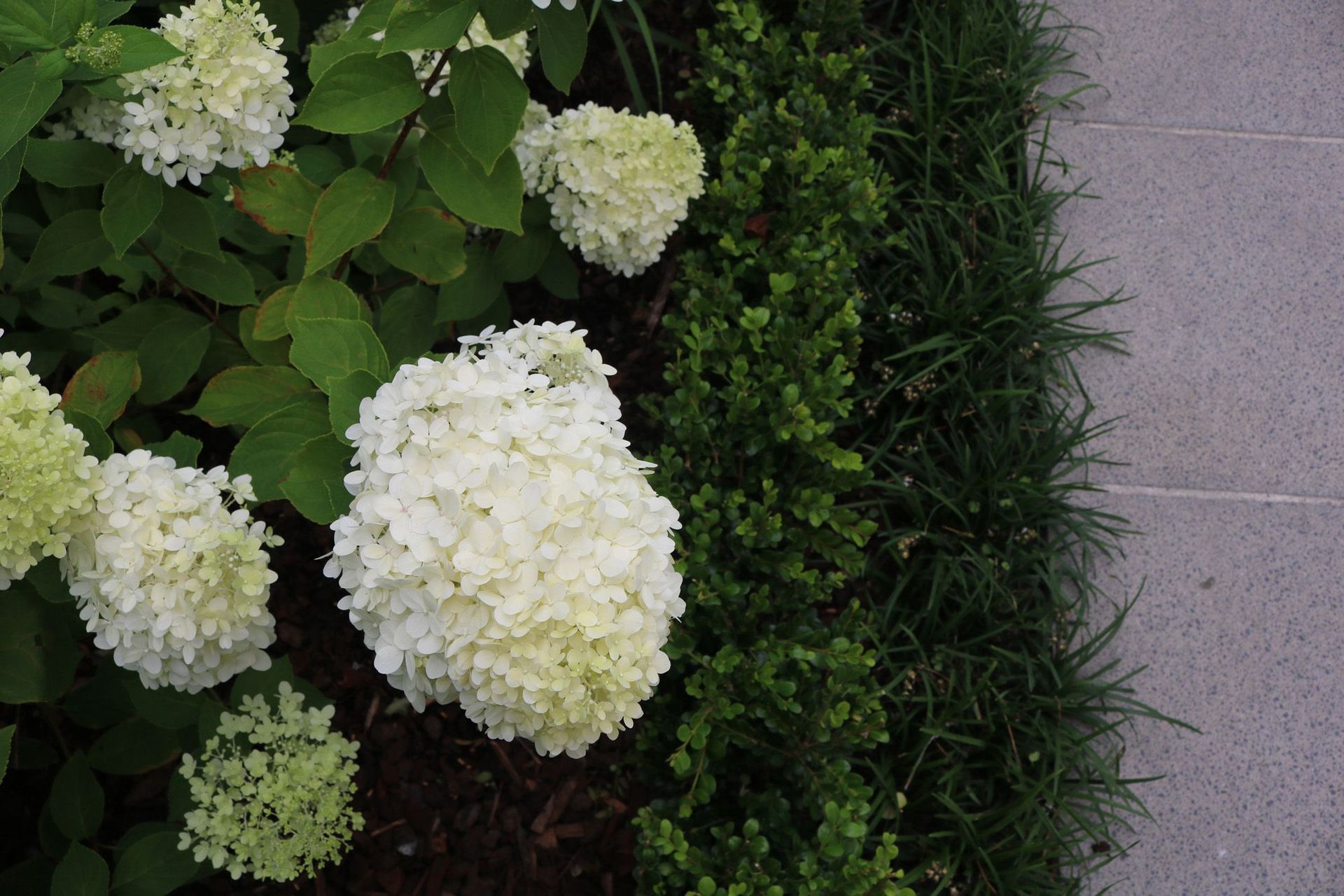 White hydrangea Limelight, hedge &amp; mondo grass
