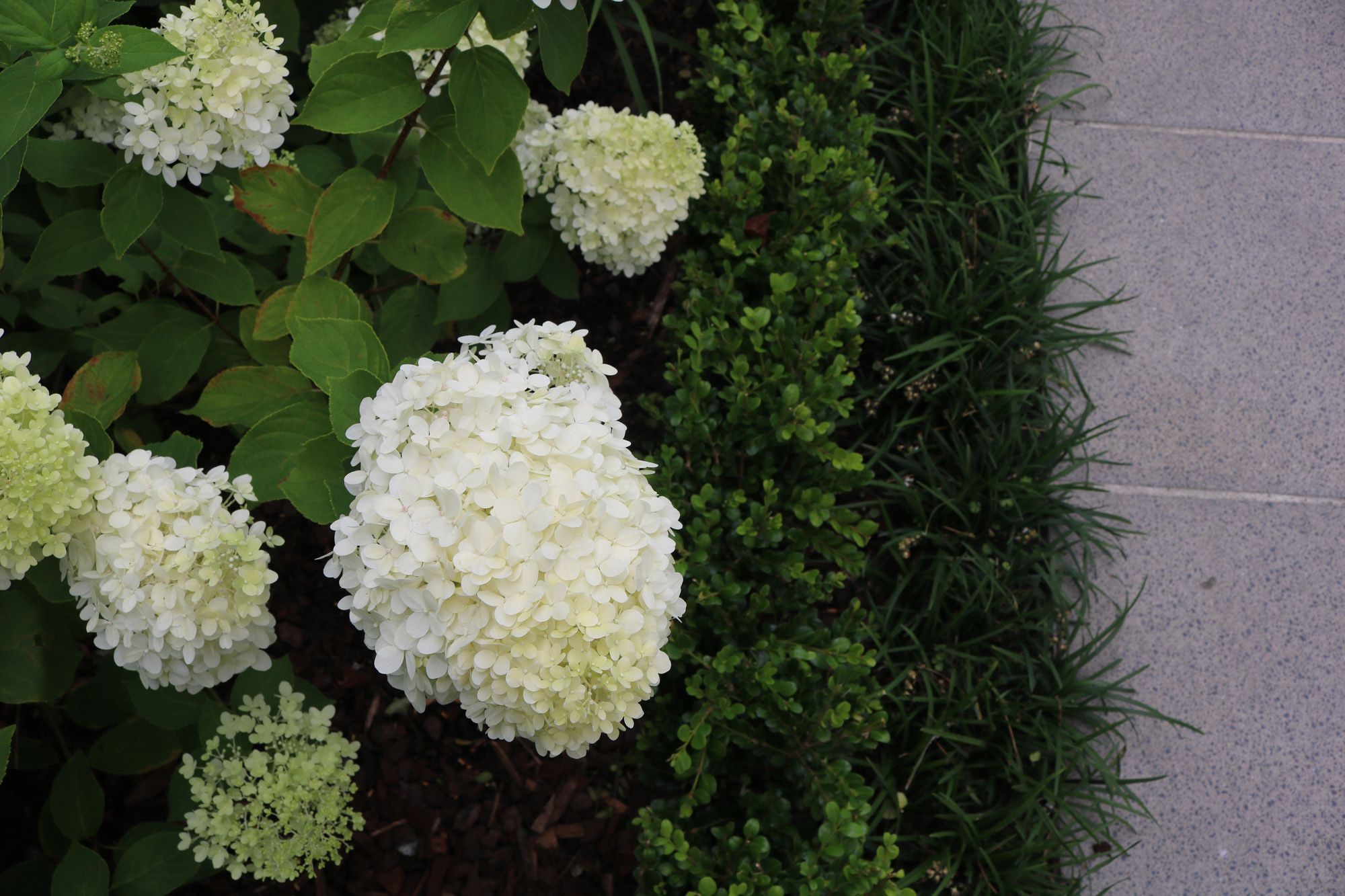 White hydrangea Limelight, hedge & mondo grass