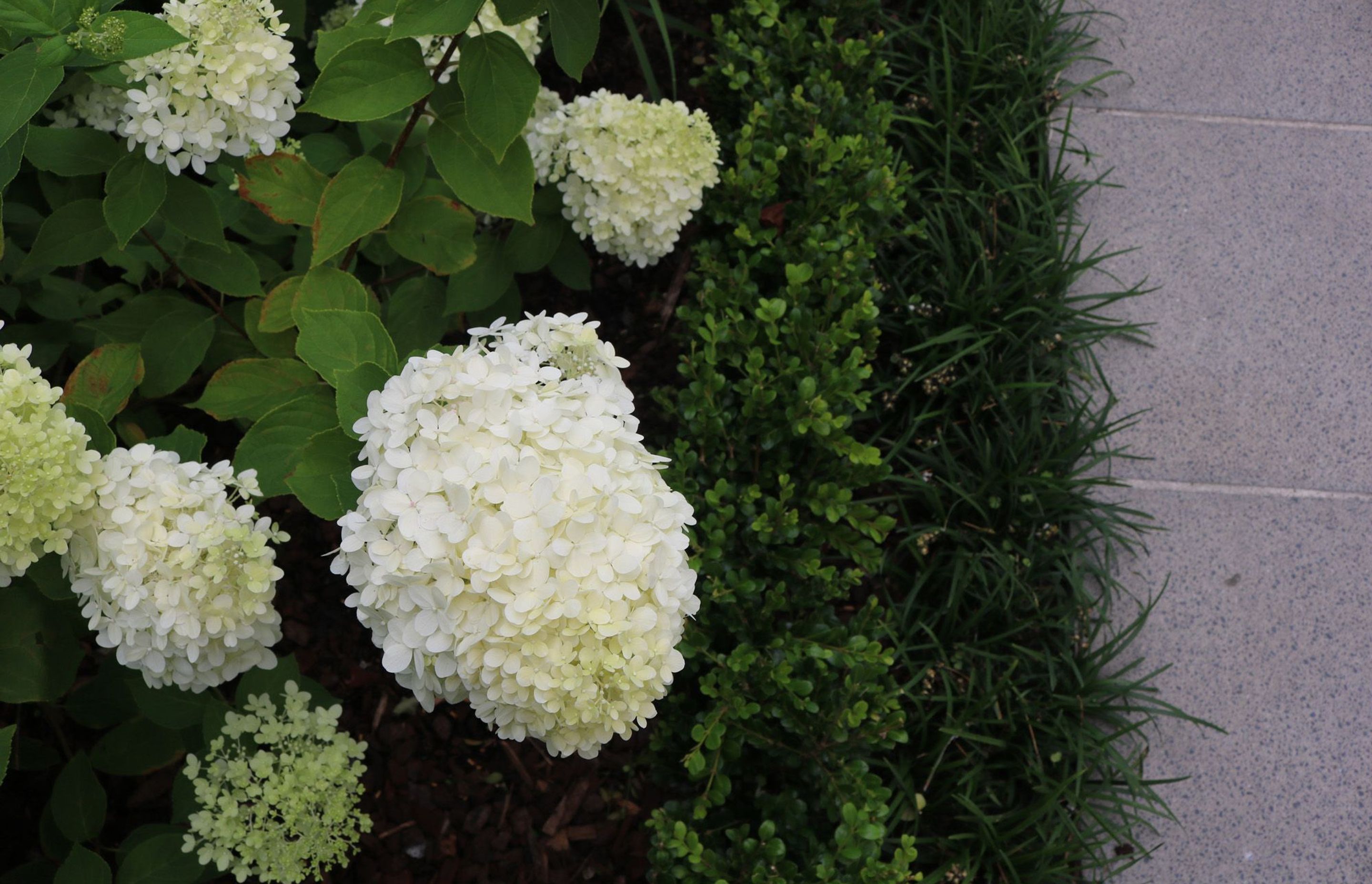 White hydrangea Limelight, hedge & mondo grass