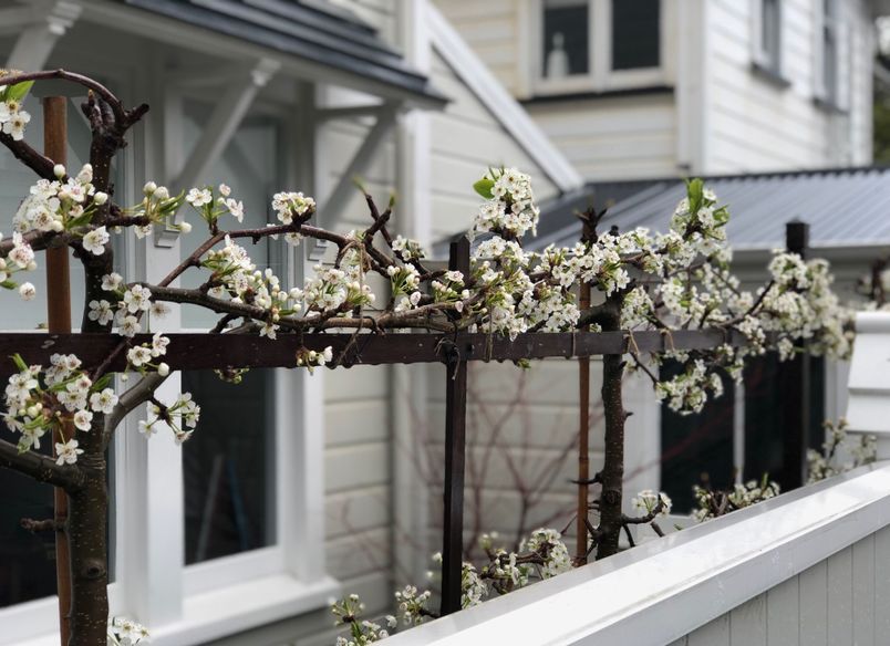 Hobson: an architect's garden