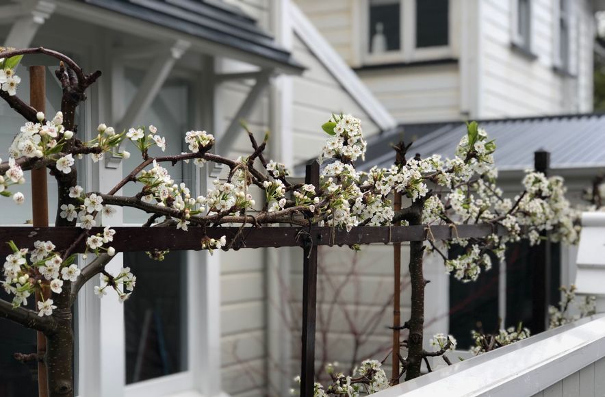 Hobson: an architect's garden