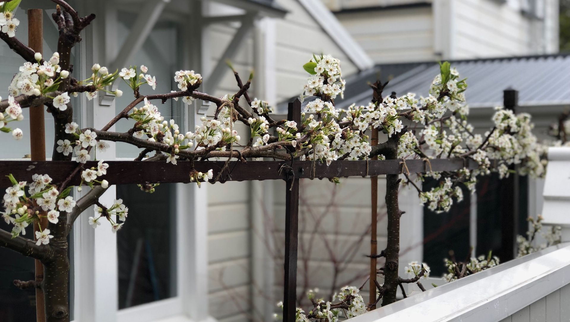 Hobson: an architect's garden banner