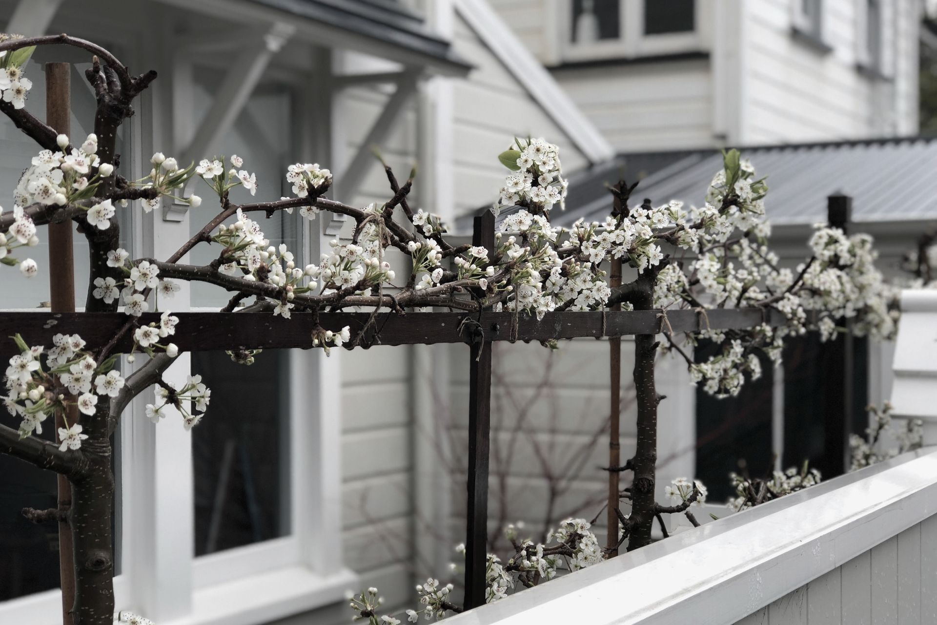 Pleached ornamental pear trees in blossom in spring