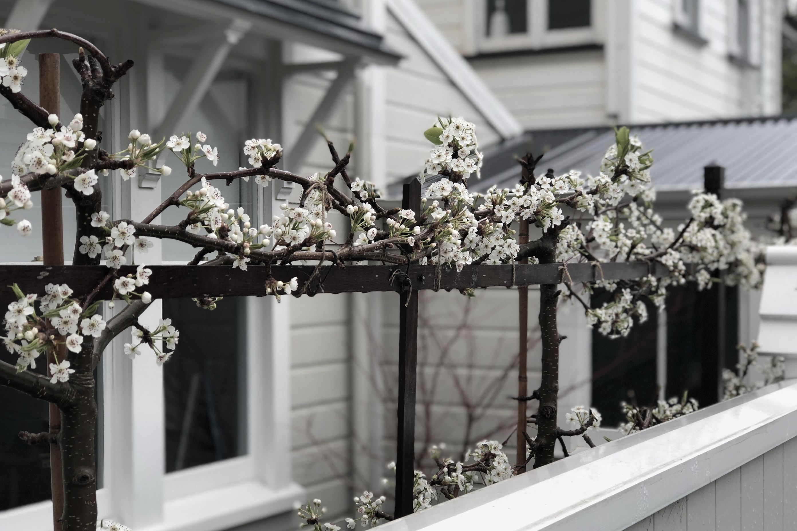 Pleached ornamental pear trees in blossom in spring