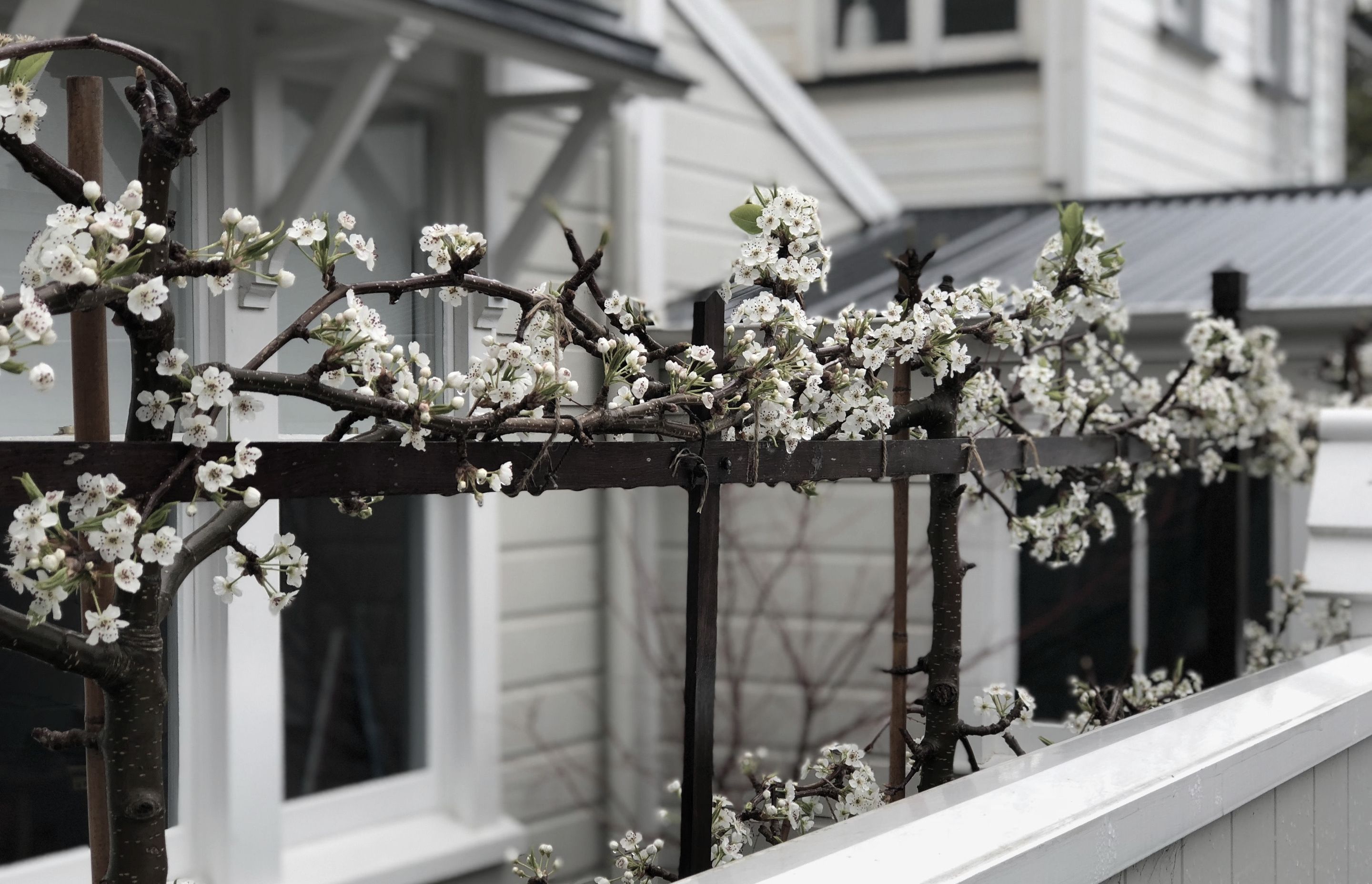 Pleached ornamental pear trees in blossom in spring