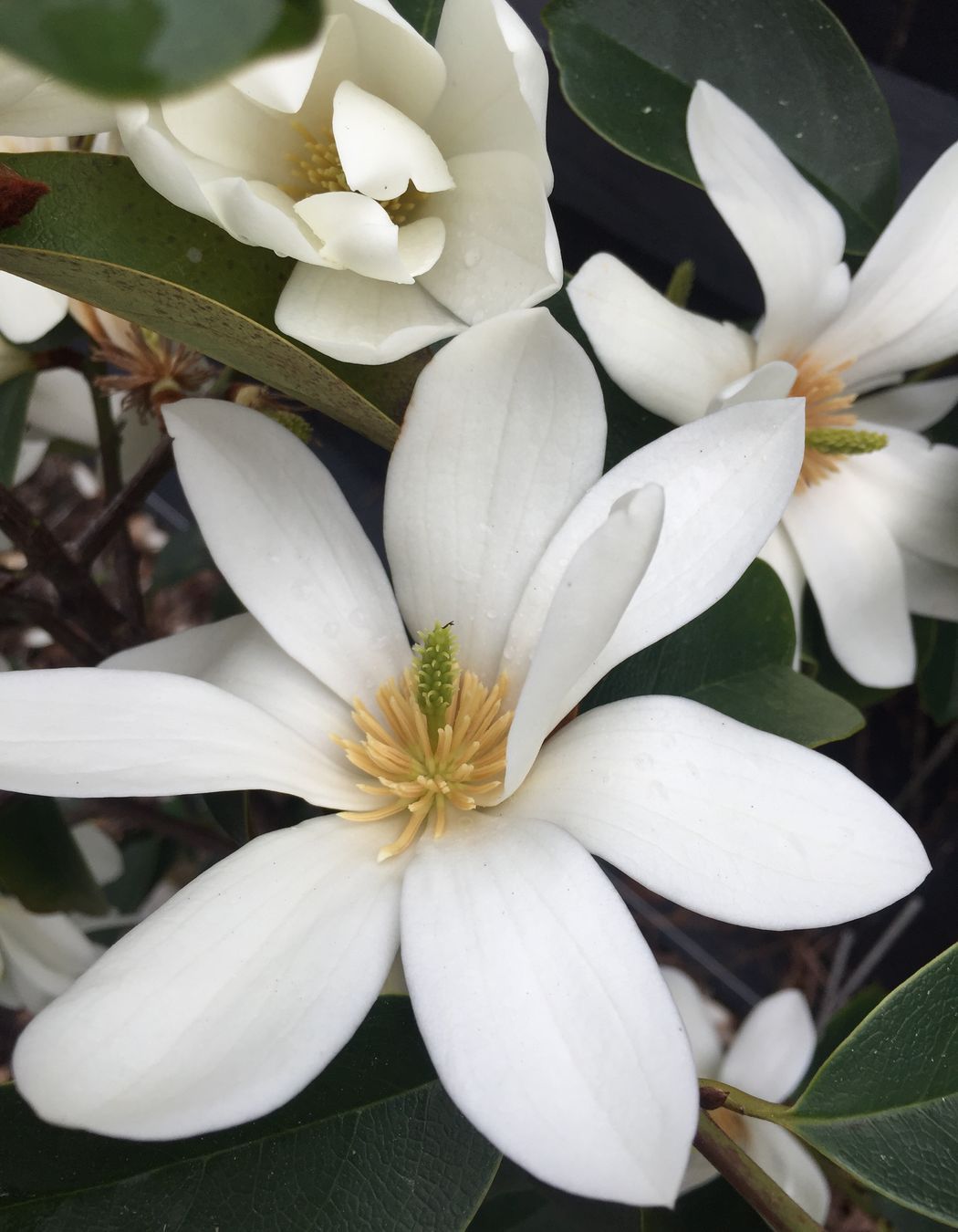 Fragrant whilte Michelia standards around the back garden
