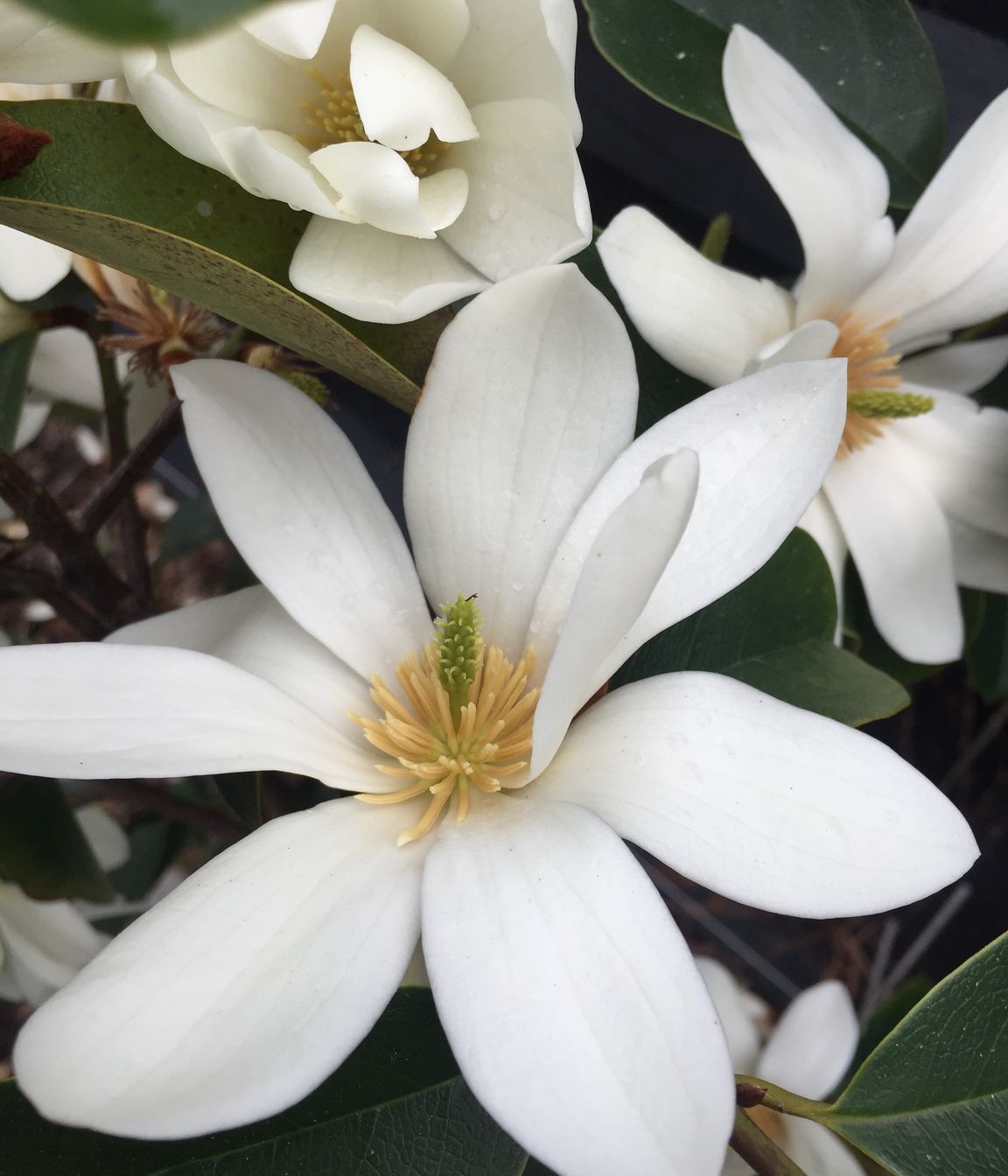 Fragrant whilte Michelia standards around the back garden