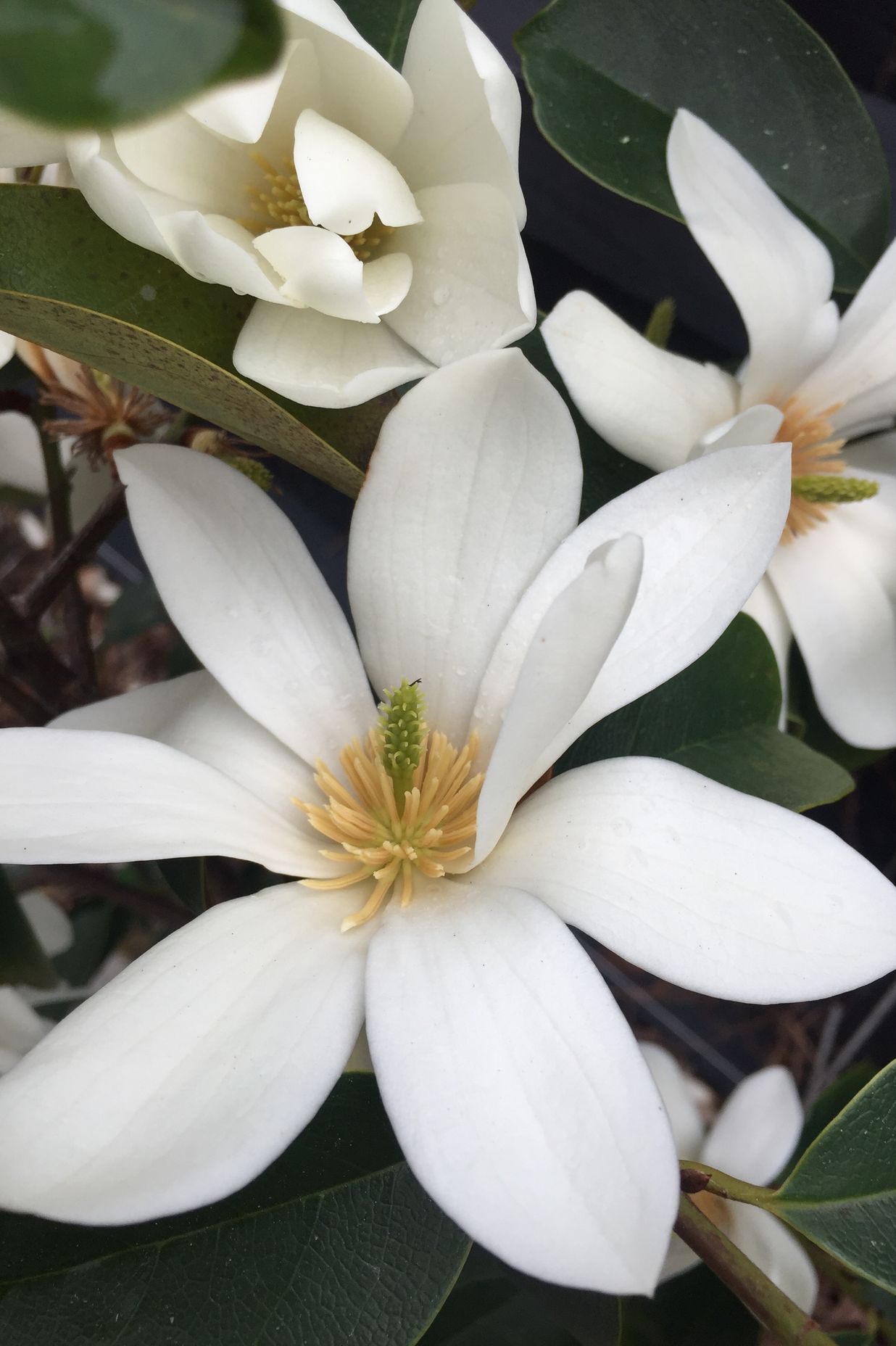 Fragrant whilte Michelia standards around the back garden