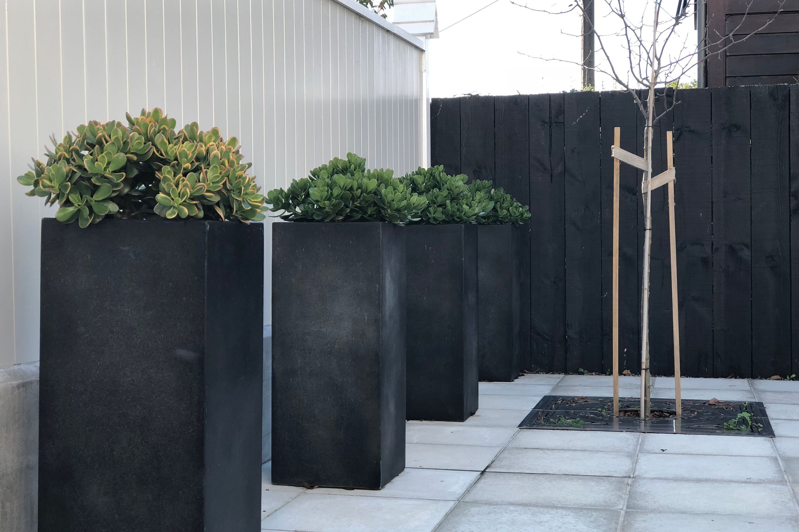 Evergreen succulents in tall black pots (in winter)