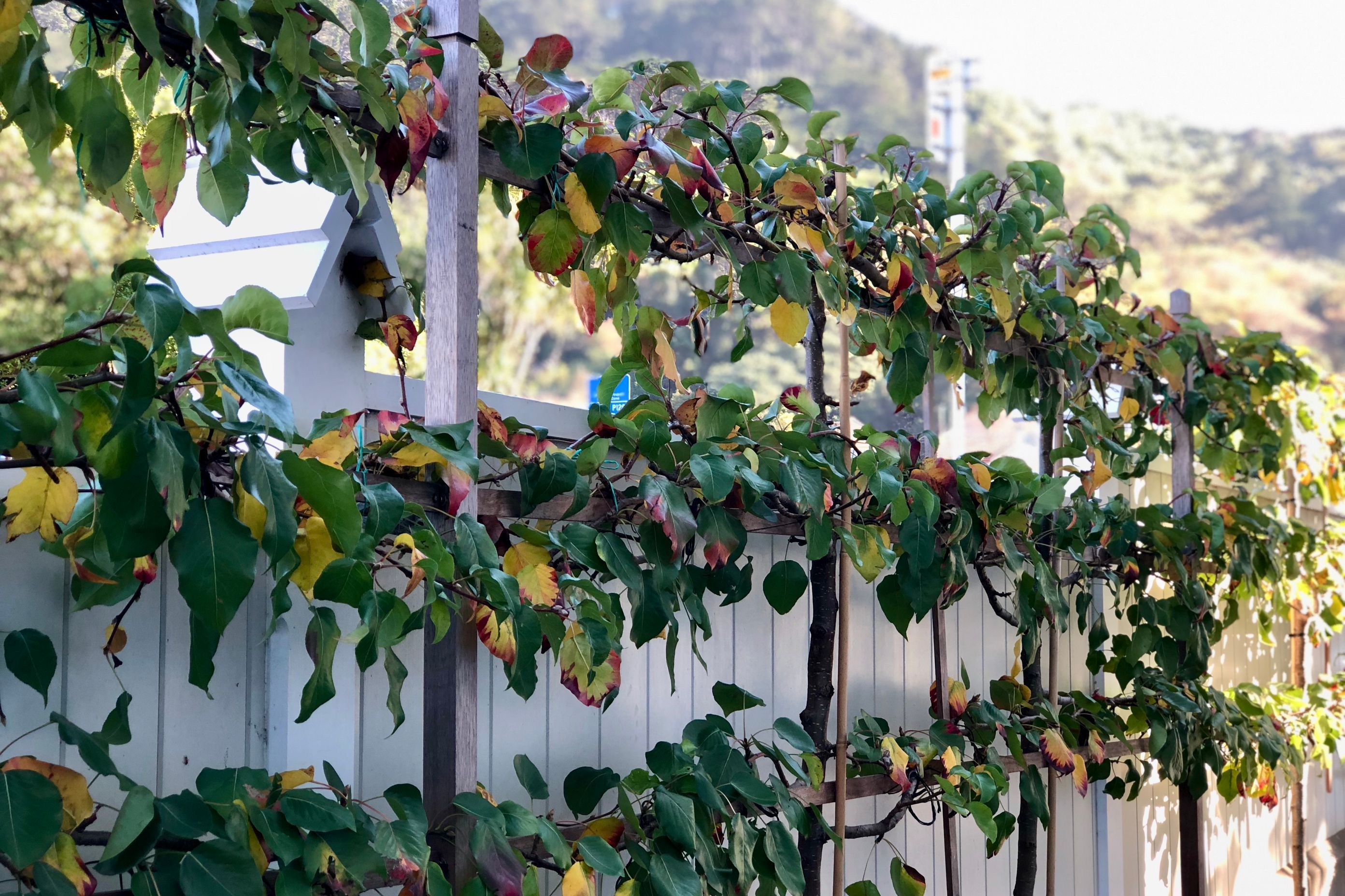 Pleached ornamental pear trees in early autumn 
