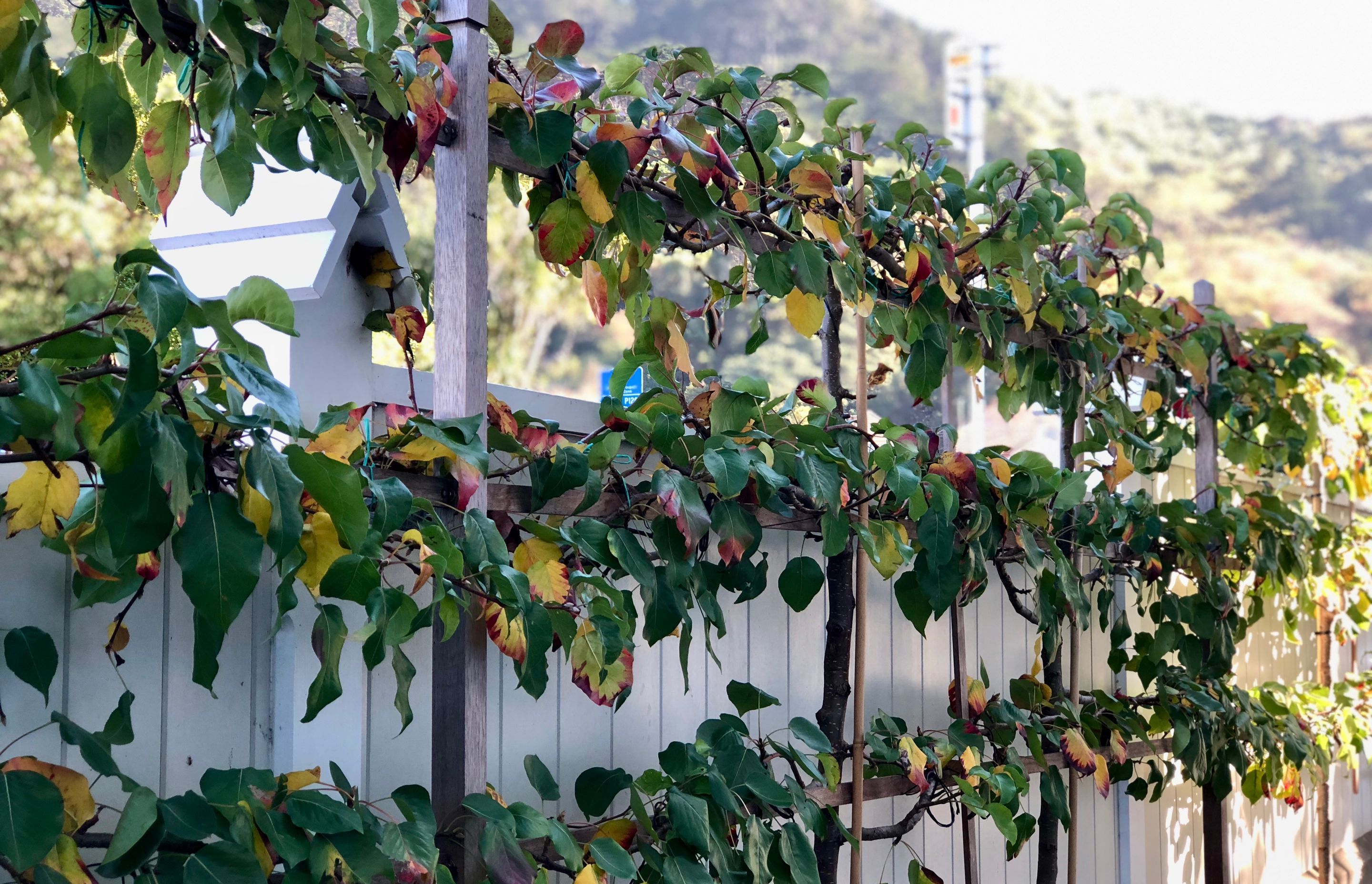 Pleached ornamental pear trees in early autumn 