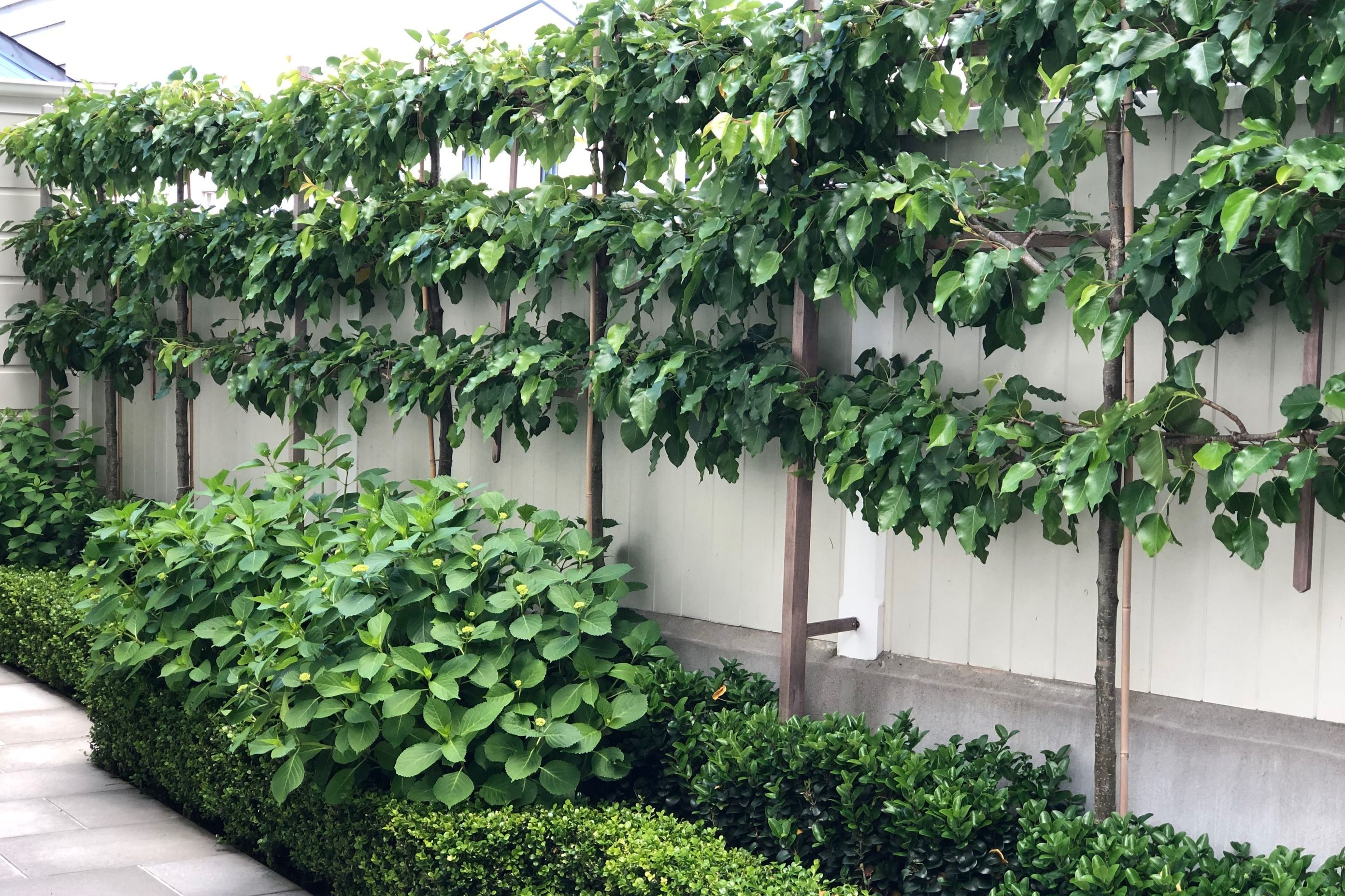 Late spring, just before the white hydrangeas come into full flowert