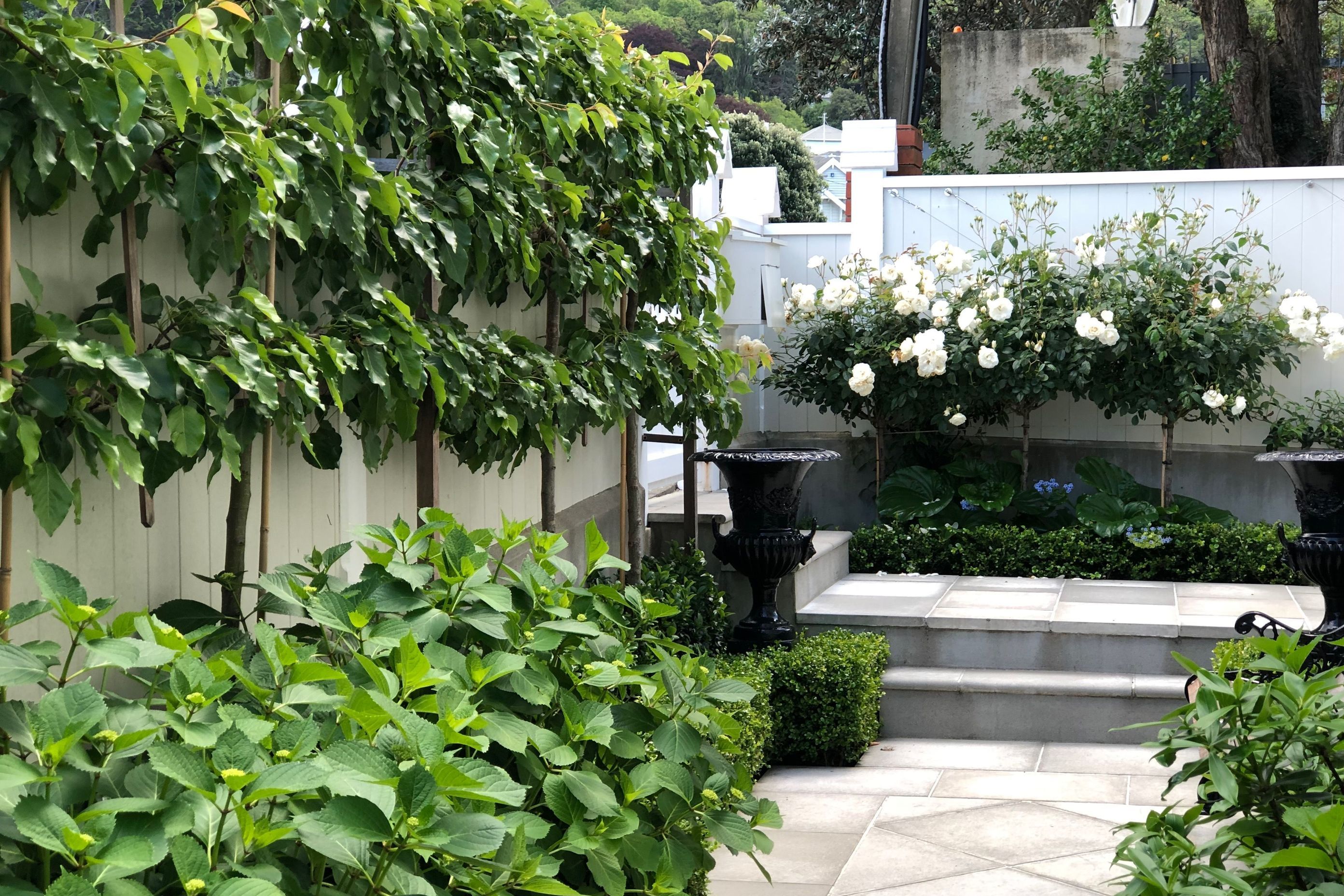 The pleached trees run along the street front & provide privacy