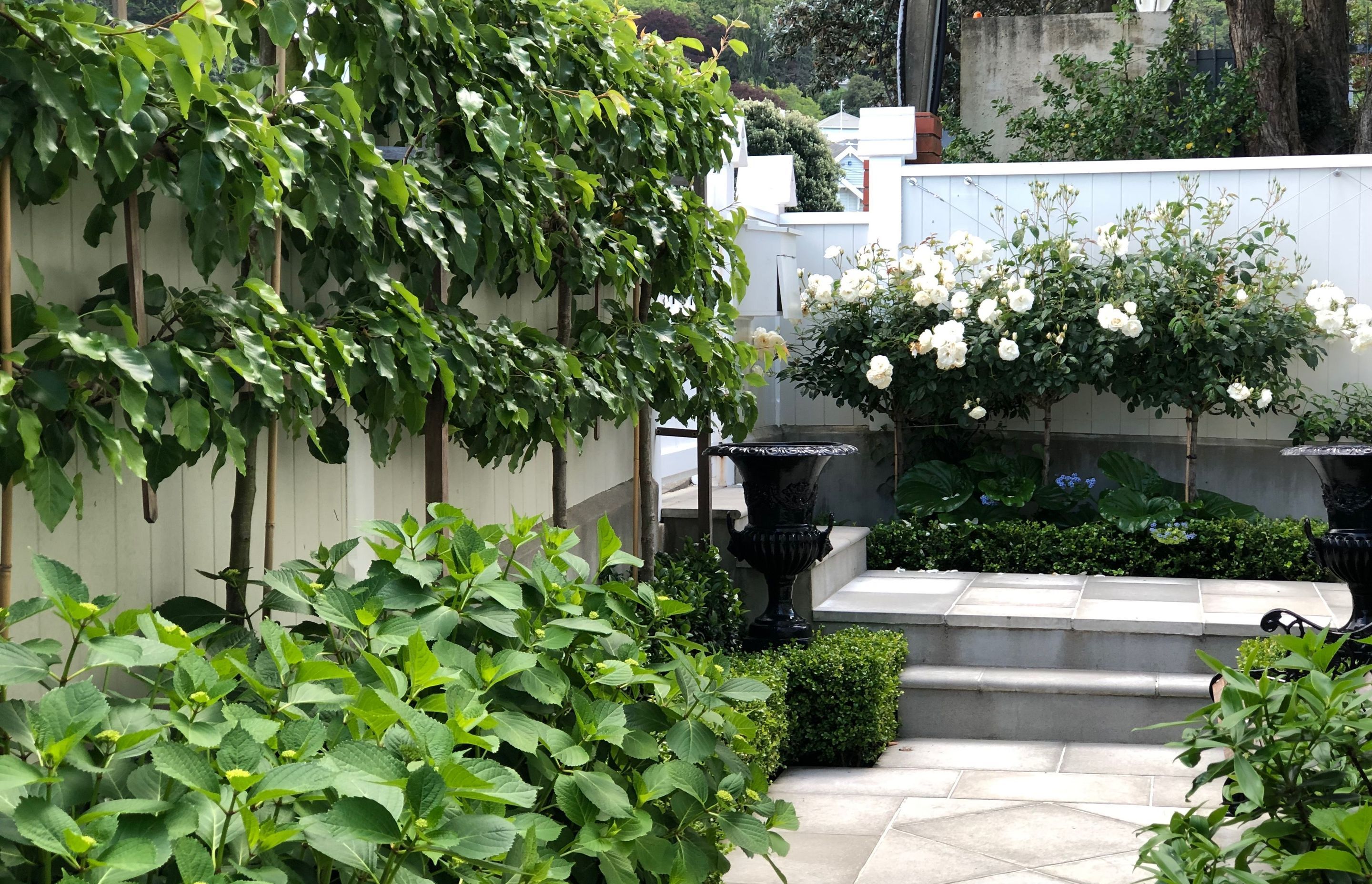 The pleached trees run along the street front &amp; provide privacy