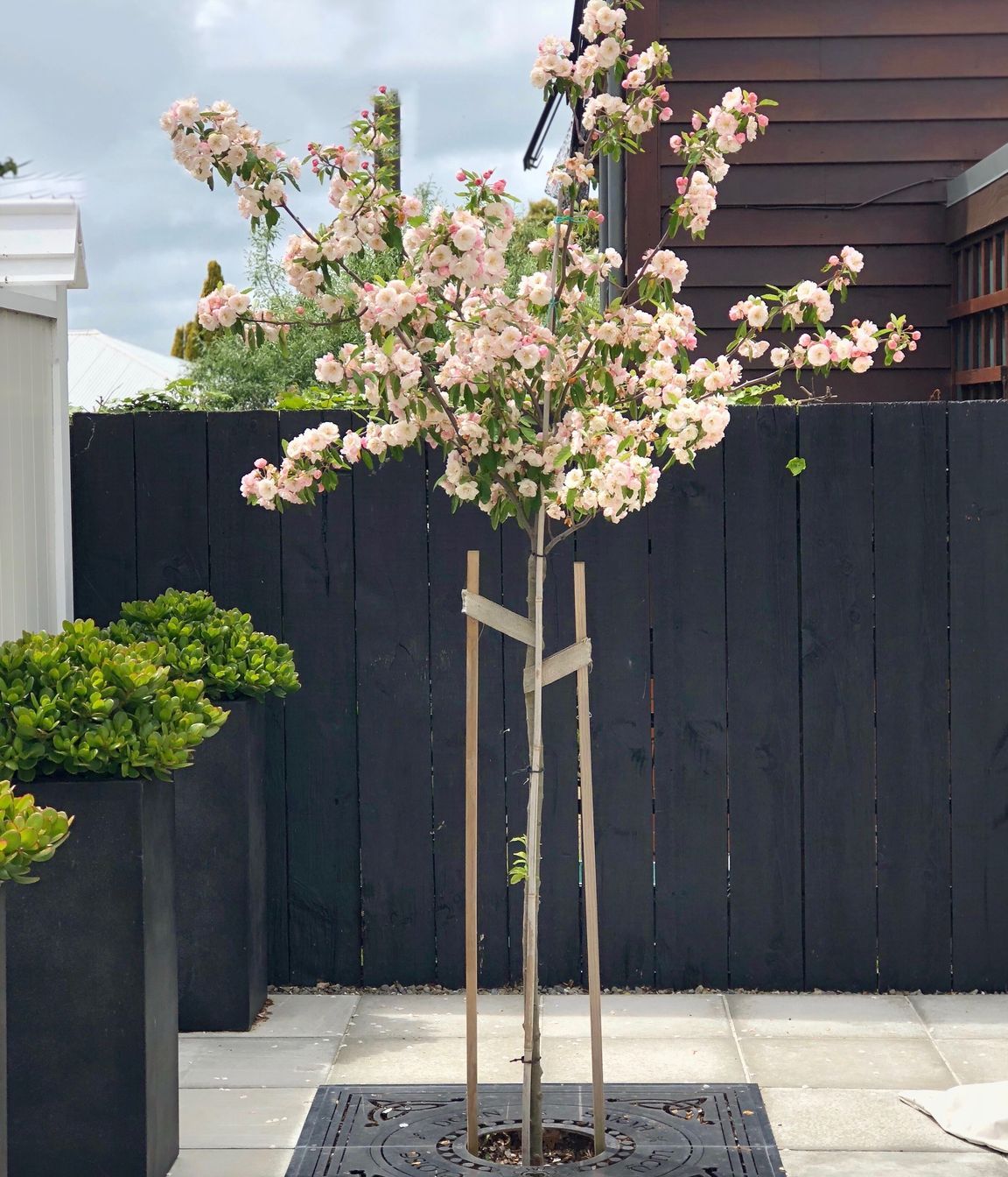 Speciment crabapple with customised stainless steel laser cut tree grate