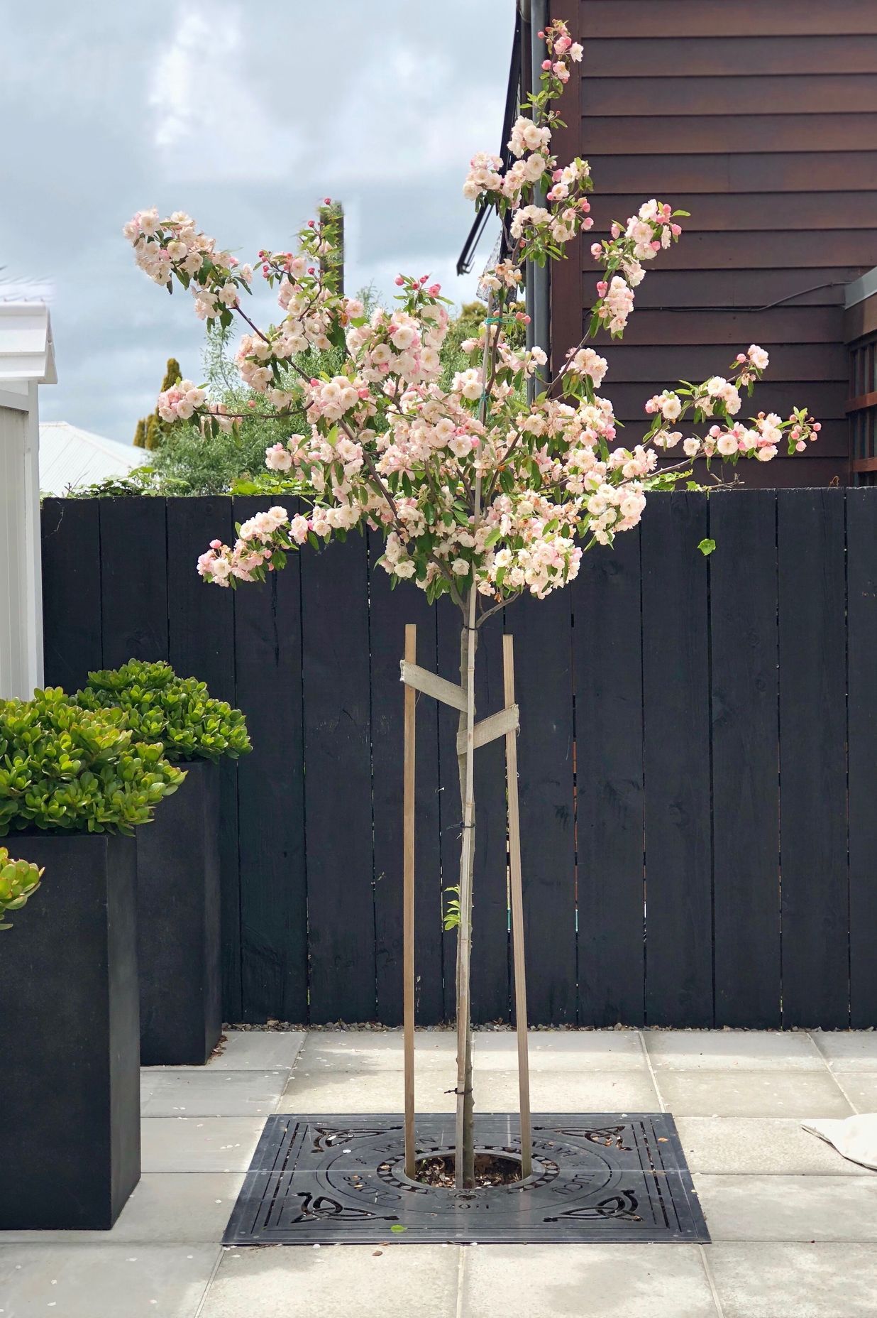 Speciment crabapple with customised stainless steel laser cut tree grate