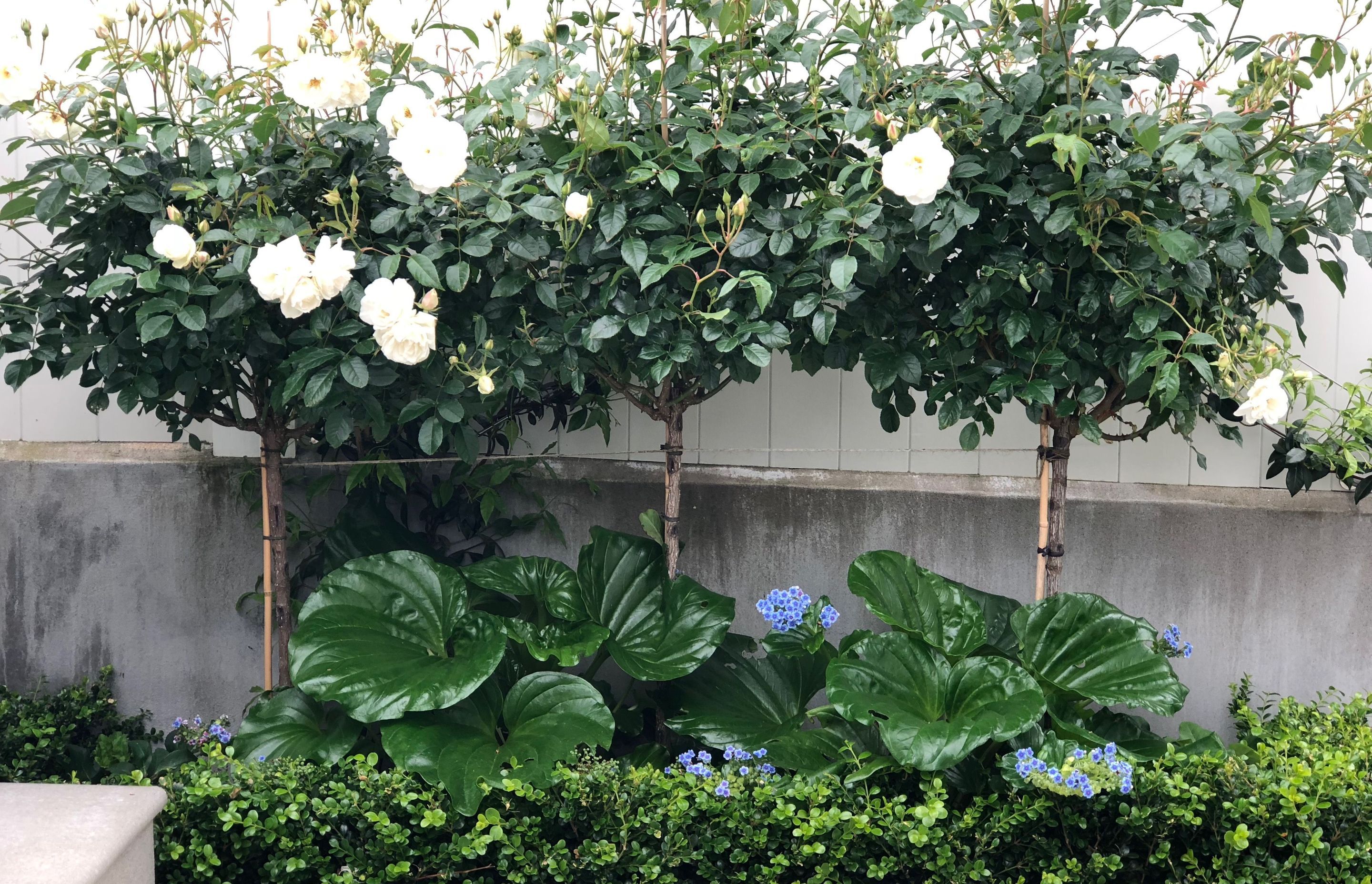 Iceberg standards under planted with Chatham Island Forget-me-nots