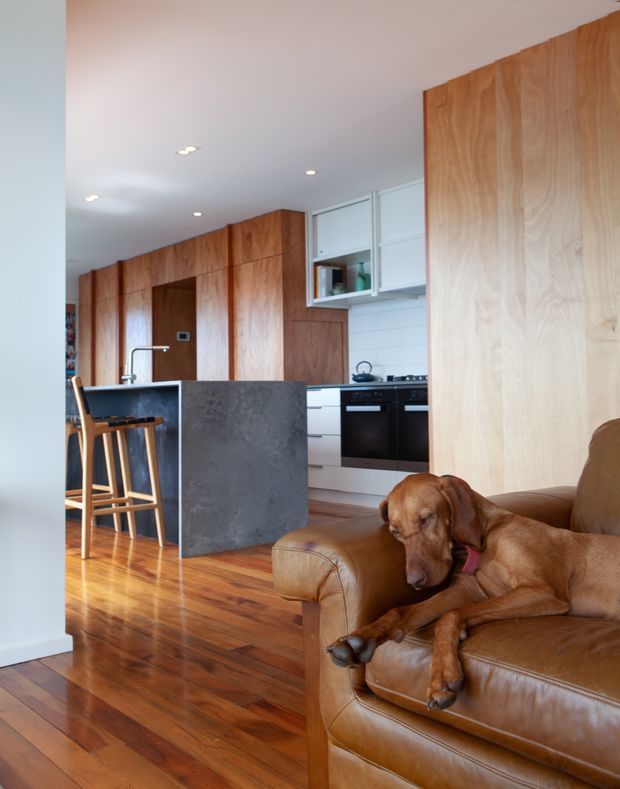 A bright, open-plan kitchen and living area with warm timber wall panelling and cabinetry, polished timber flooring, a dark stone island with bar stools, white kitchen cabinetry and tiled splashback, and a brown leather sofa occupied by a dog. Recessed ceiling lights and clean-lined joinery create a contemporary, warm interior.