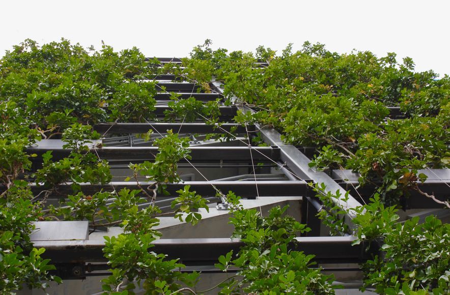 Fonterra - foliage growing wires and planter boxes 