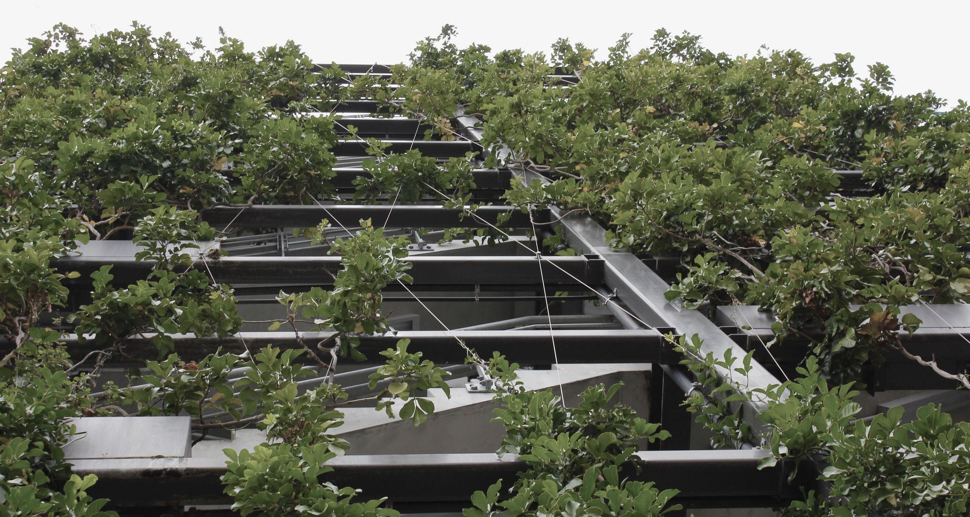 Fonterra - foliage growing wires and planter boxes  banner
