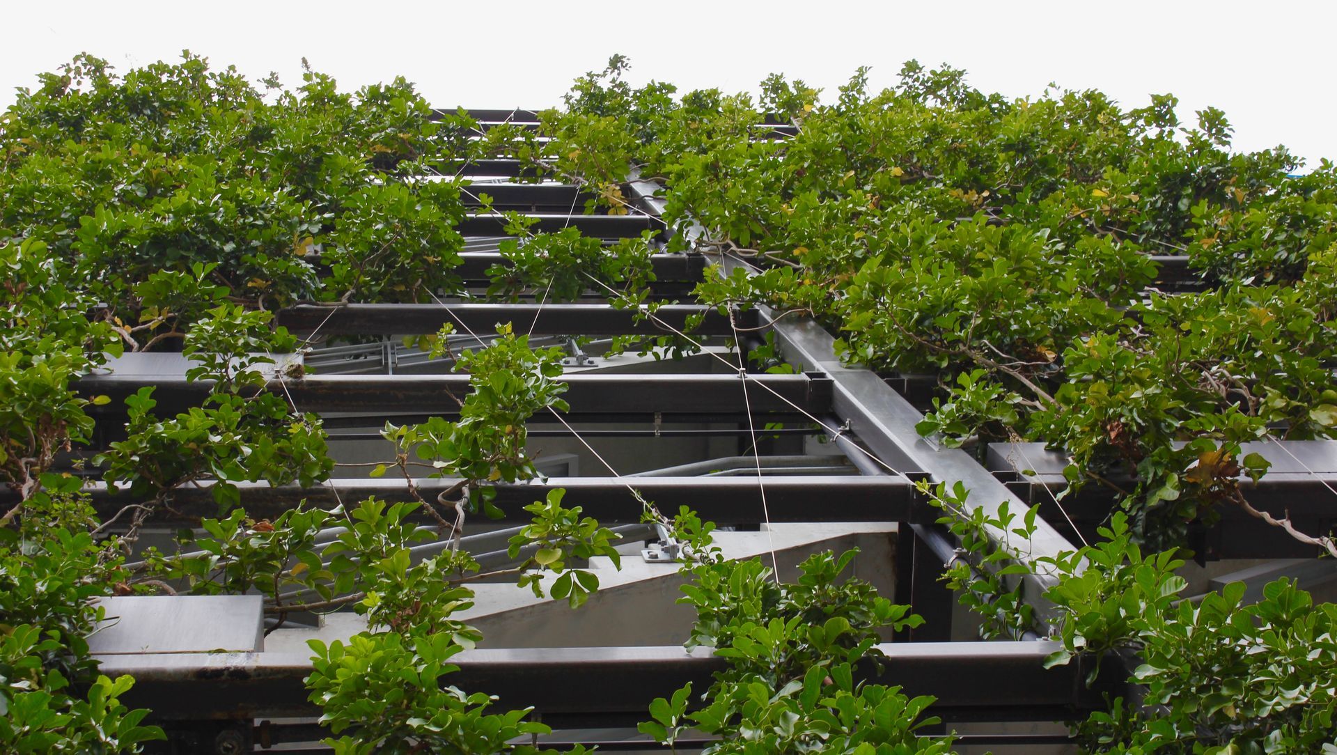 Fonterra - foliage growing wires and planter boxes  banner