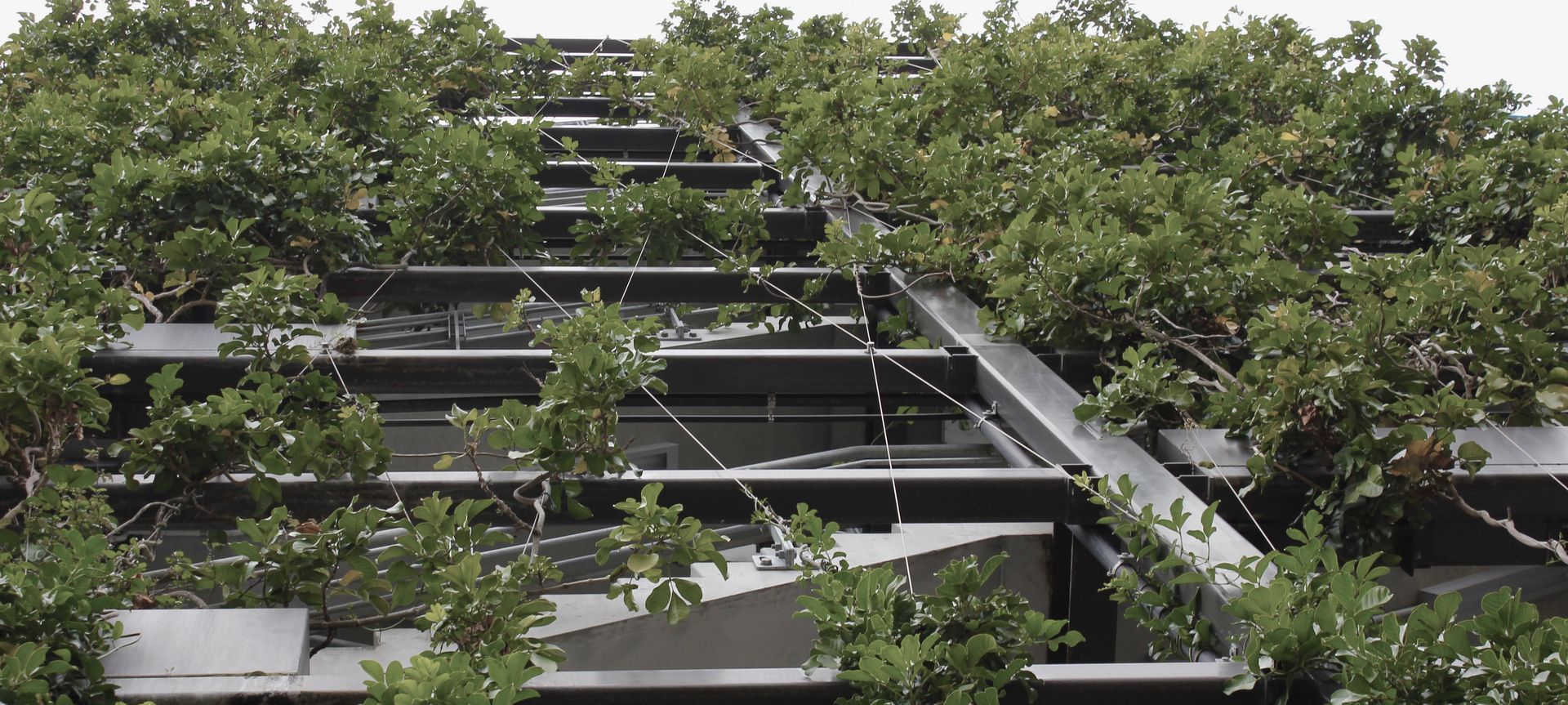 Fonterra - foliage growing wires and planter boxes  banner