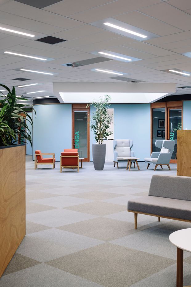A bright contemporary commercial office reception or waiting area with pale blue walls, extensive modular ceiling panels and linear recessed lighting. The space contains upholstered lounge chairs and sofas, small timber coffee tables, large indoor plants in built-in and freestanding planters, and patterned grey carpet tiles. Timber-framed glazed doors and partial partitions define rooms beyond the lounge area.