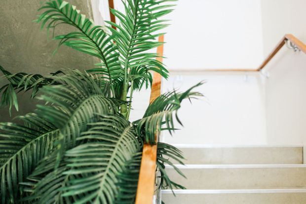 Bright interior stairway with pale stone or concrete steps, a simple timber handrail, and abundant lush green palm-like planting beside the stairs. White walls and natural timber accents create a fresh, airy atmosphere.
