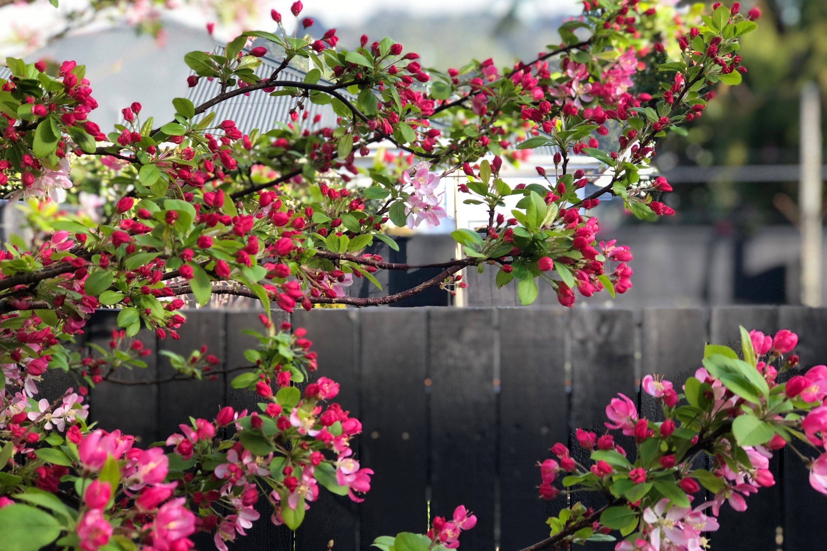 Japanese Flowering Crab Apple, pink spring blossoms on black