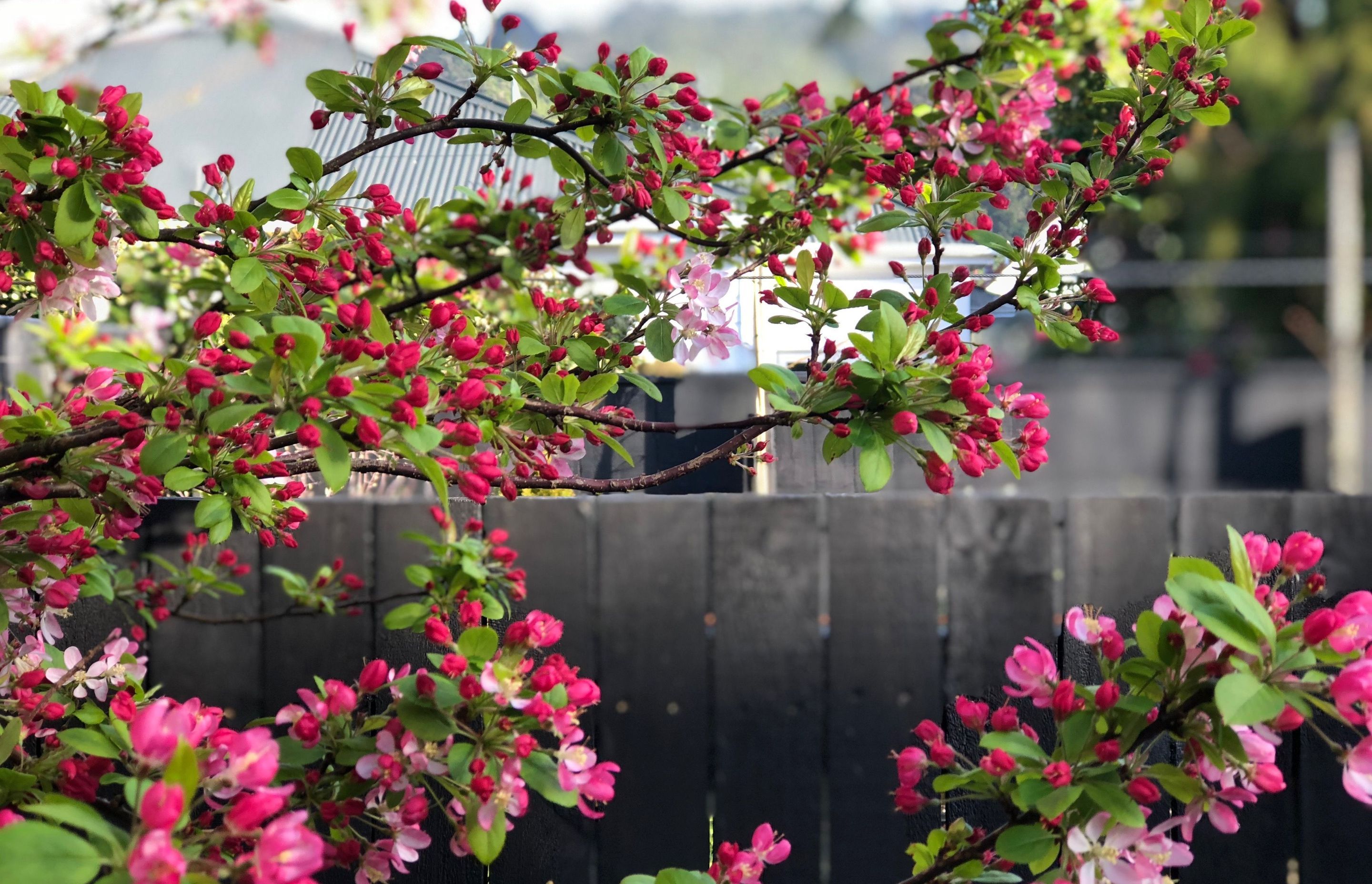 Japanese Flowering Crab Apple, pink spring blossoms on black