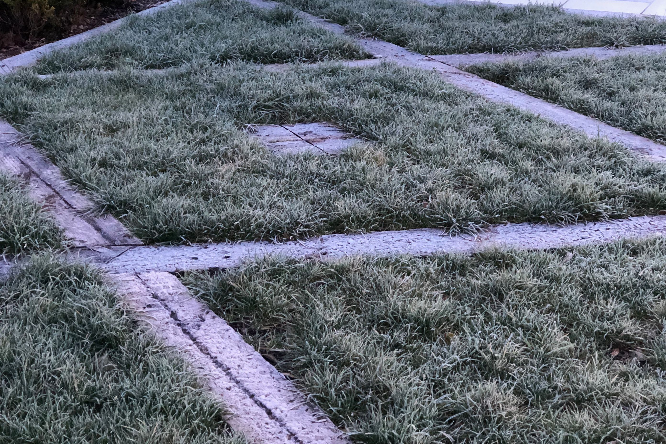 Grass patterns in the winter frost